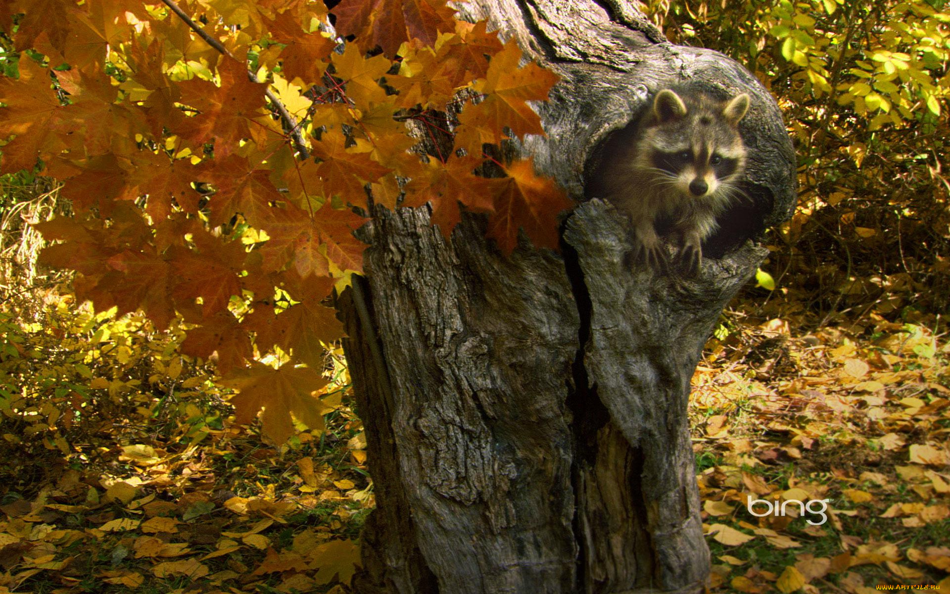 животные, еноты, дерево, зверек