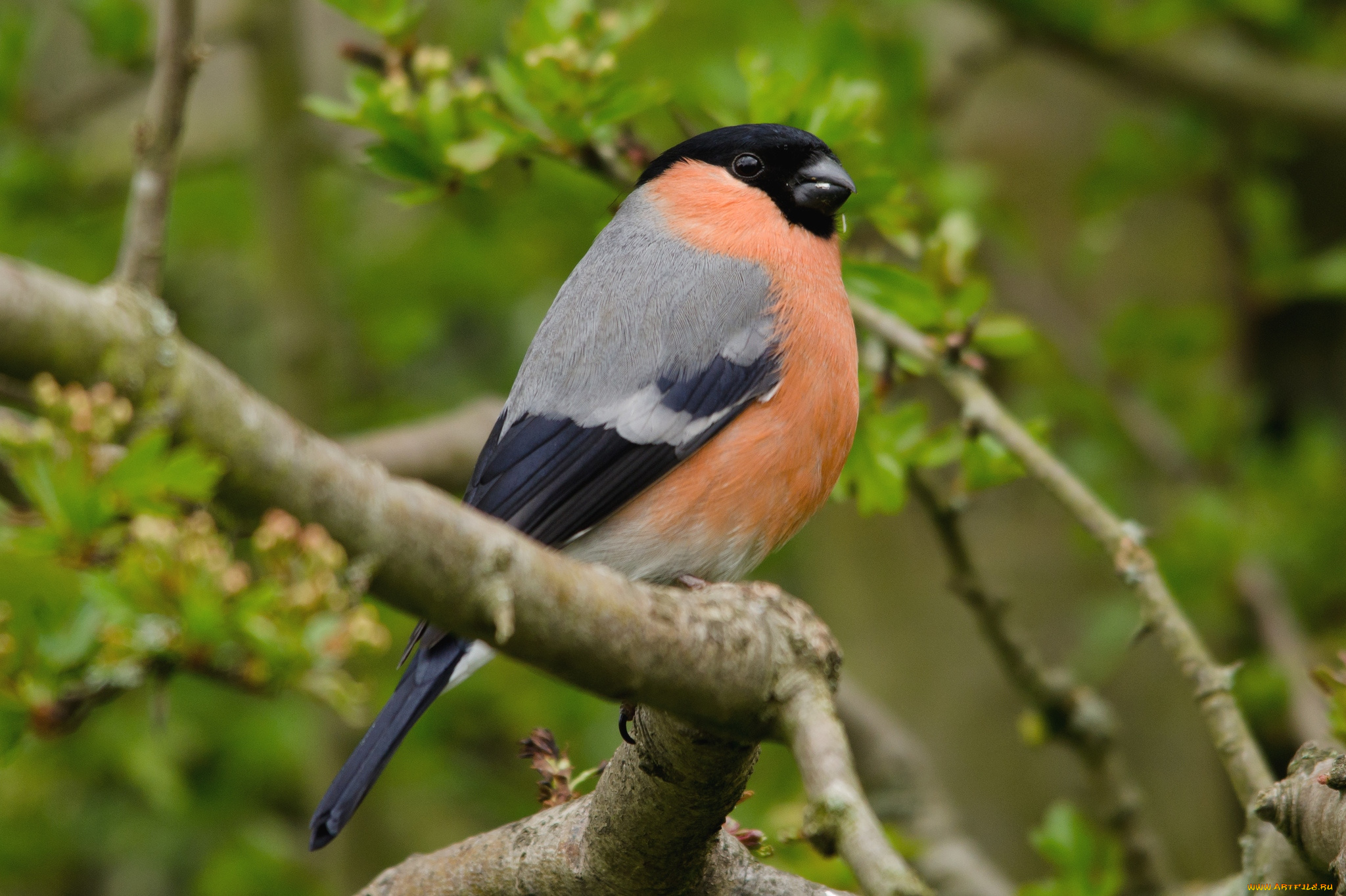 животные, снегири, важный, грудка