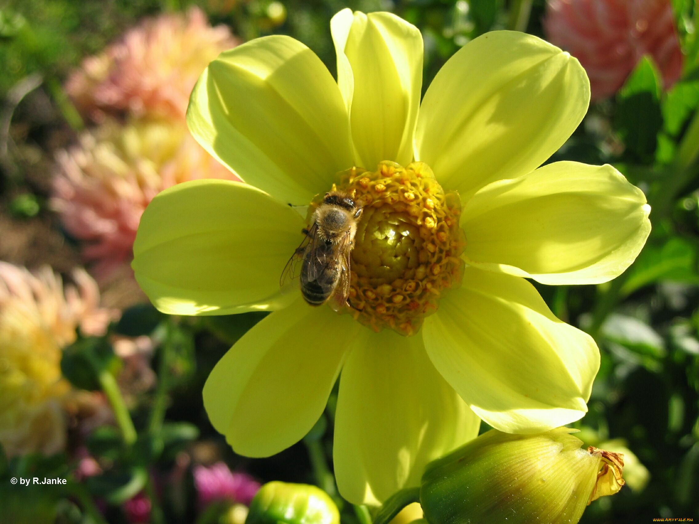 цветы, георгины