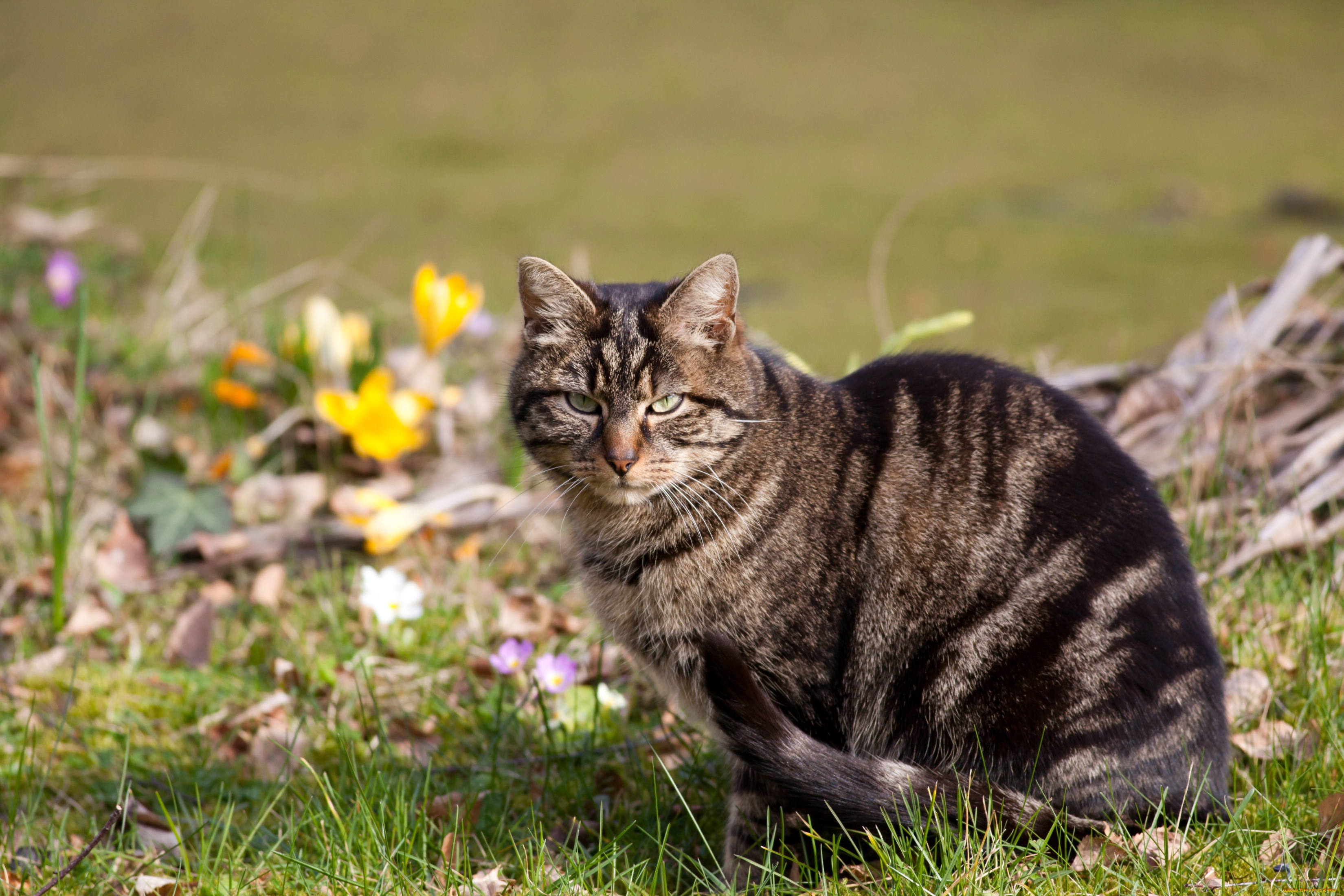 животные, коты, серьезный