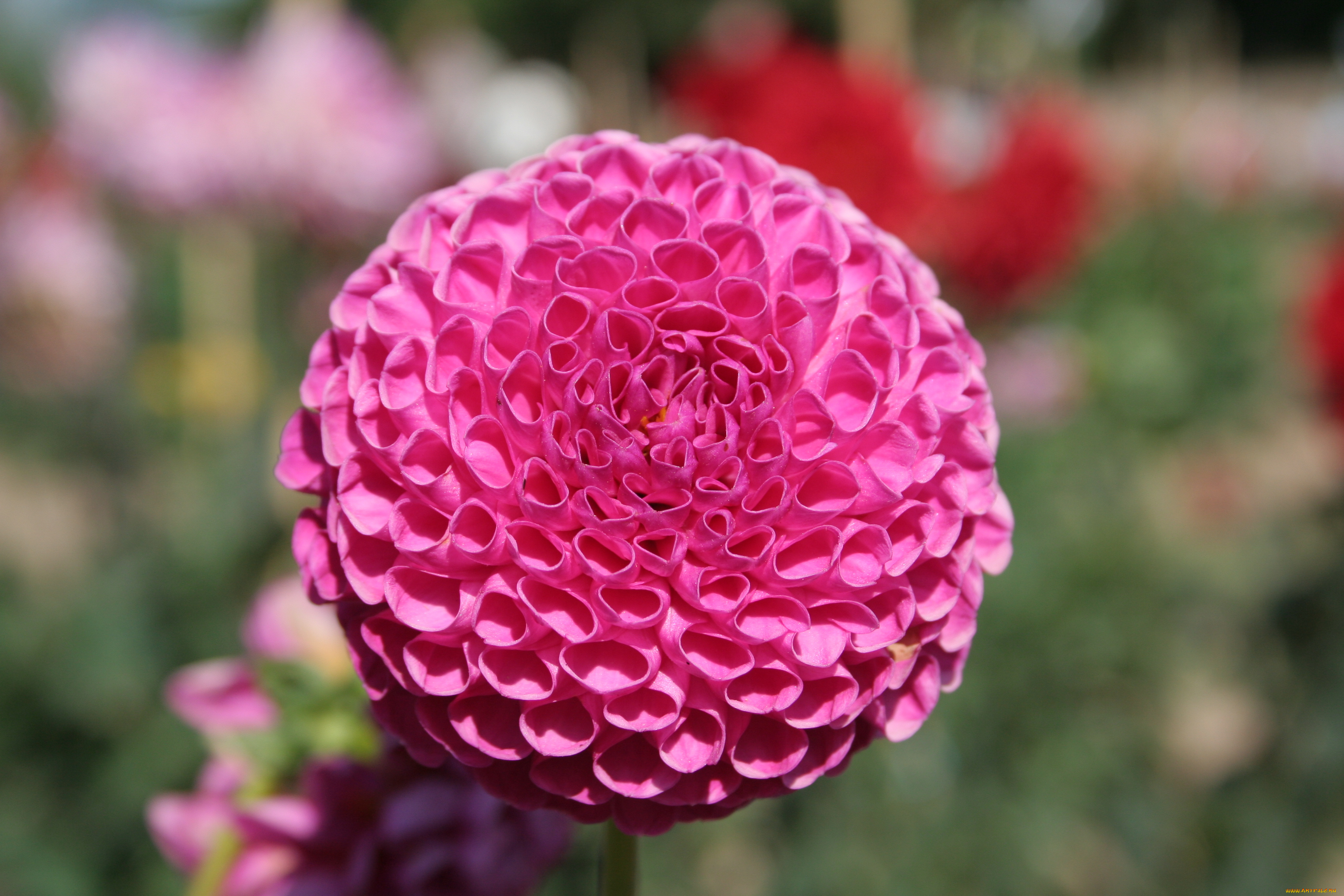 цветы, георгины, георгина