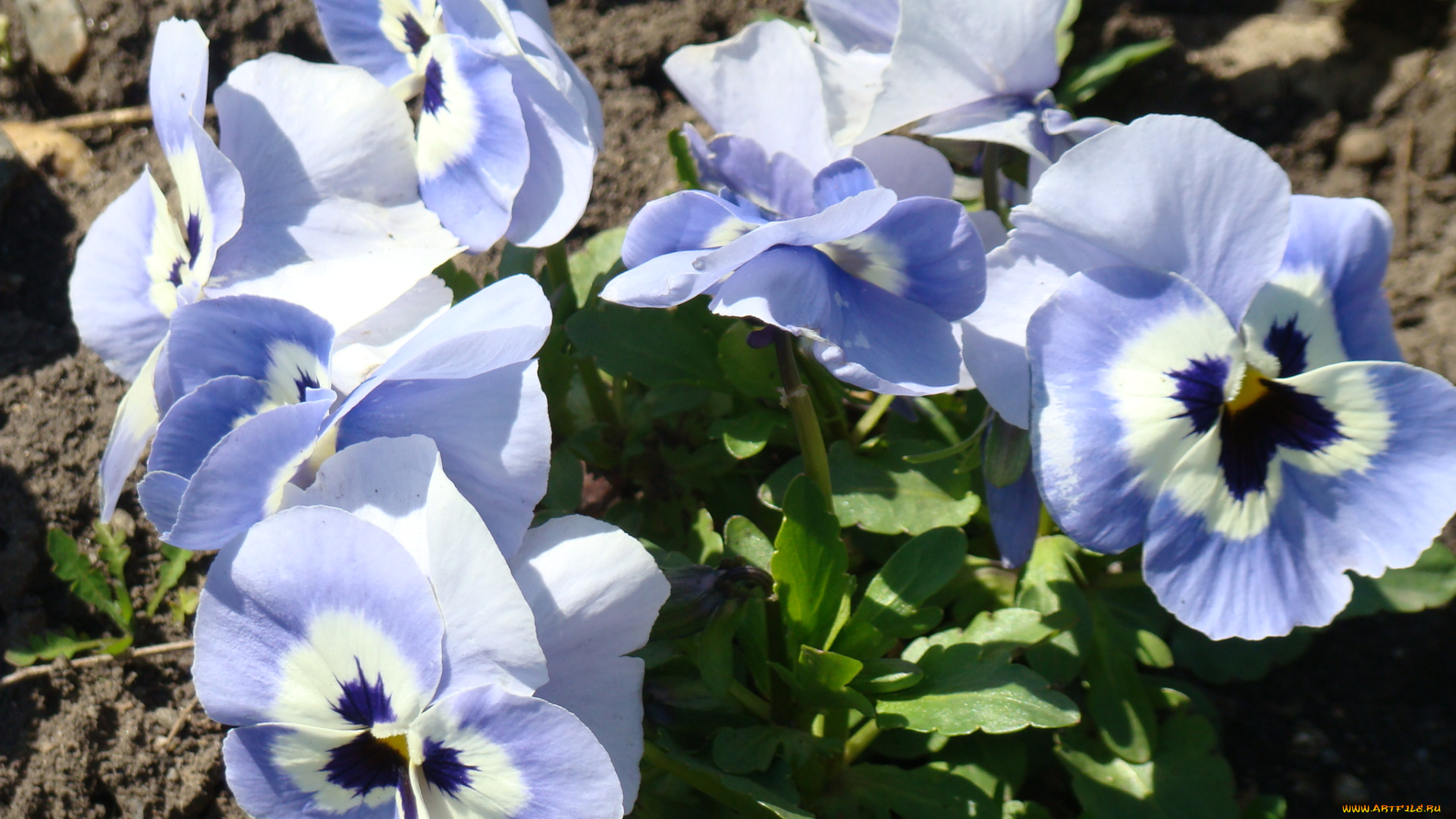 цветы, анютины, глазки, садовые, фиалки