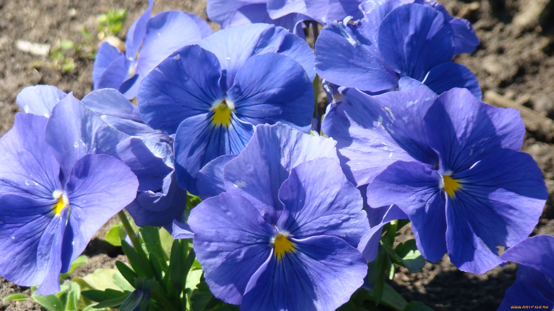 цветы, анютины, глазки, садовые, фиалки