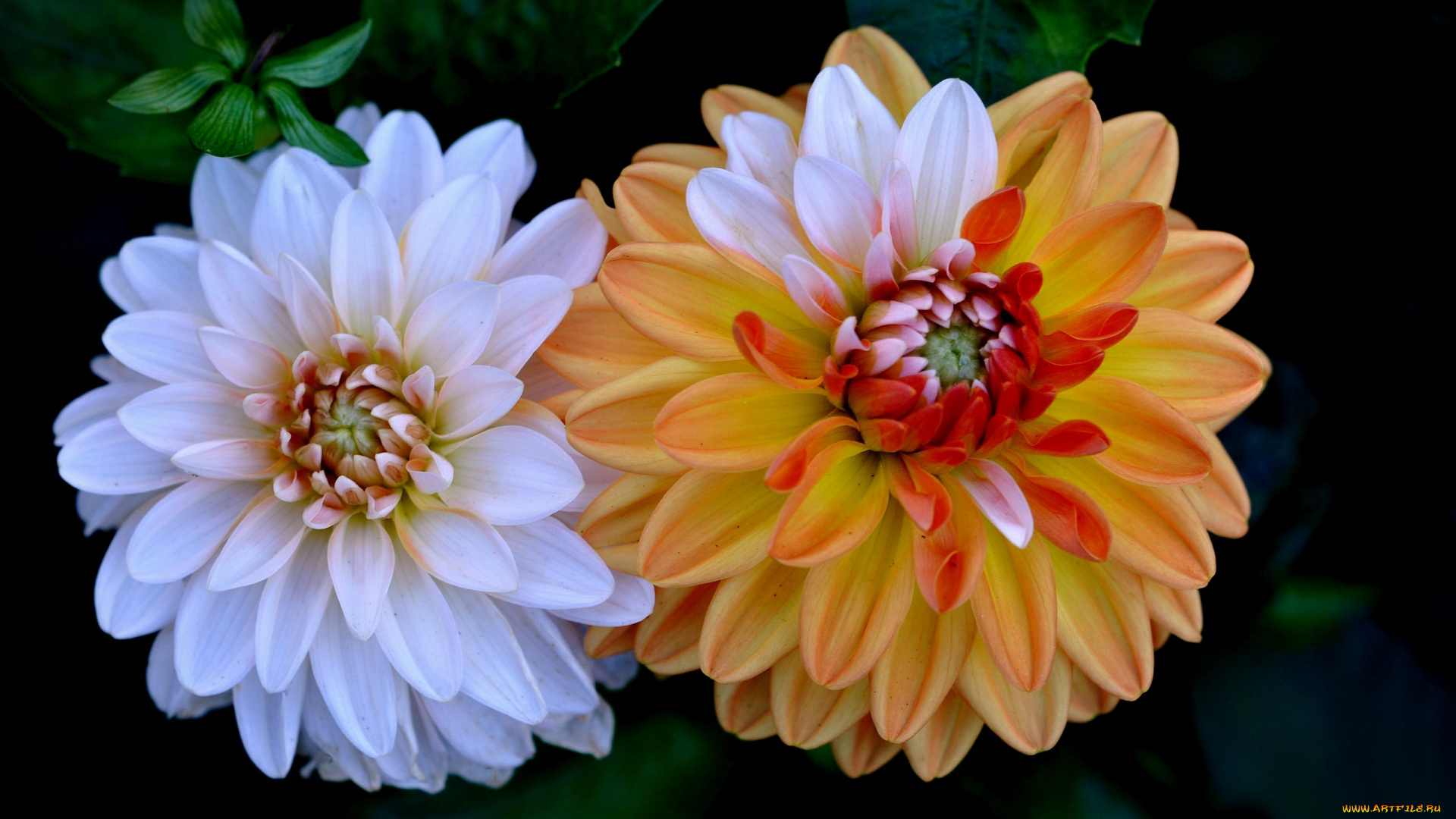 цветы, георгины, макро, лепестки, дуэт