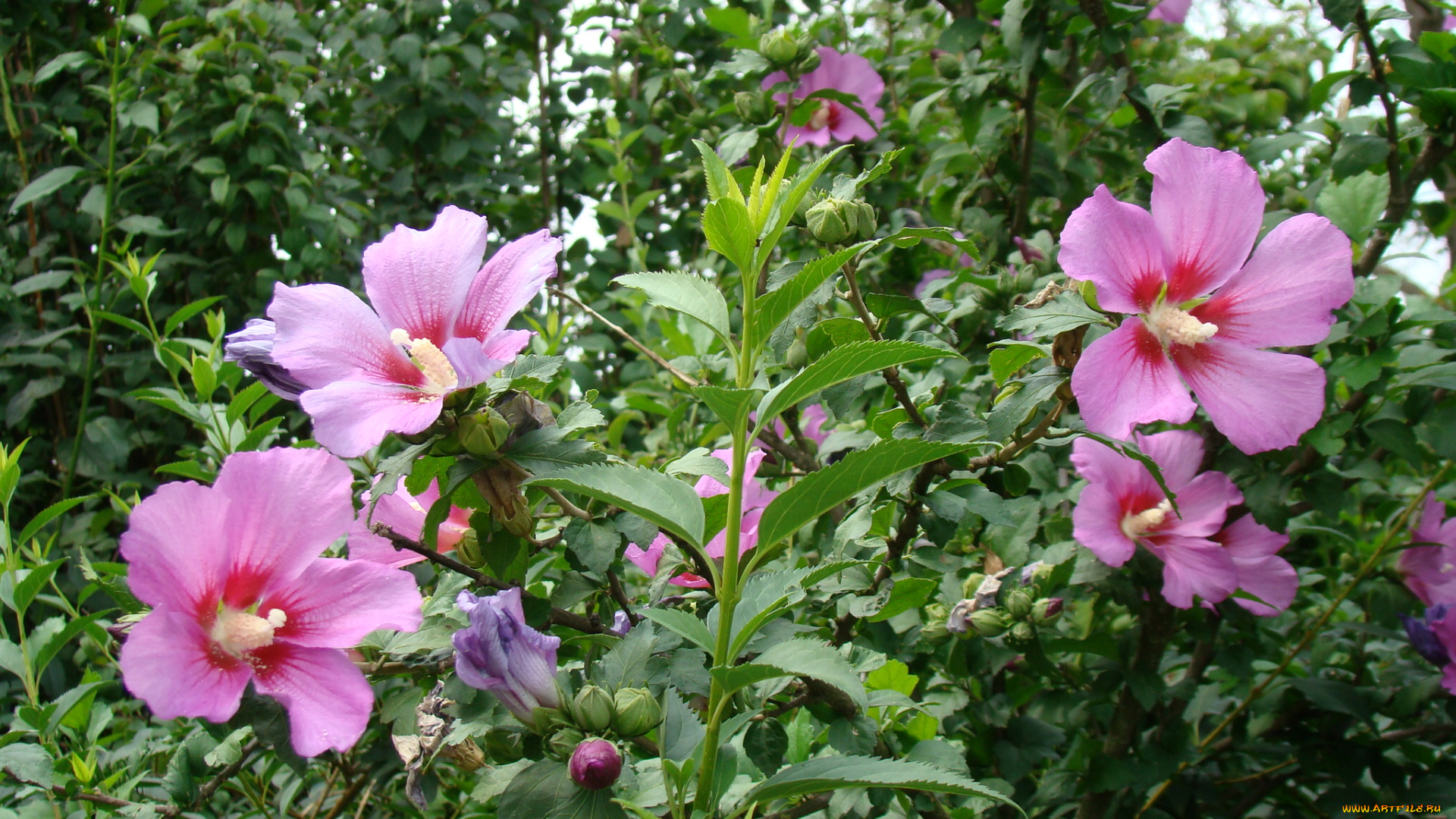 цветы, гибискусы