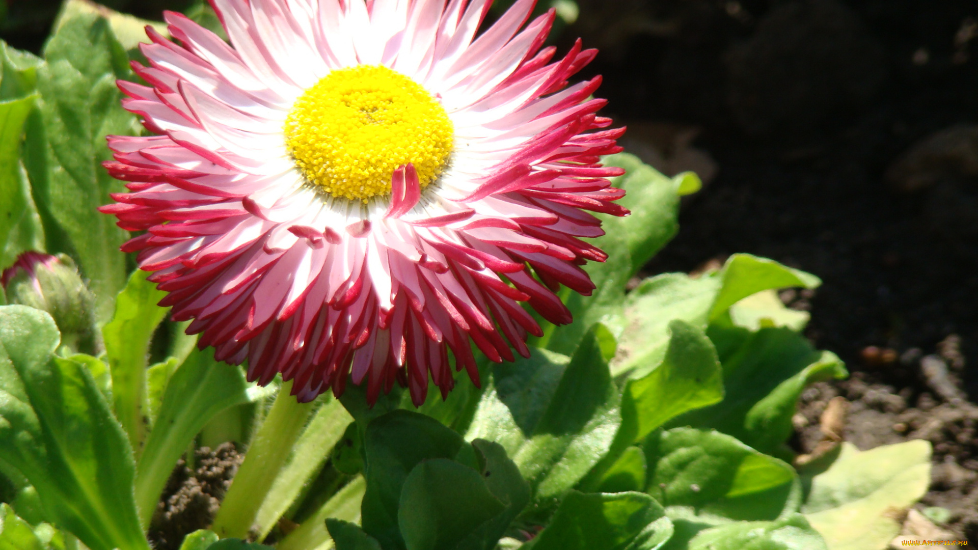 цветы, маргаритки