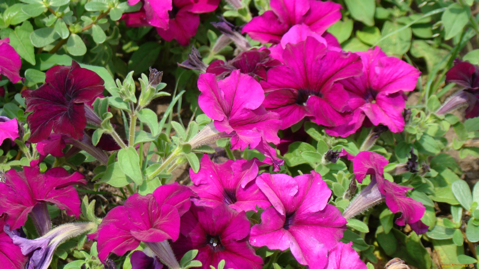 цветы, петунии, калибрахоа