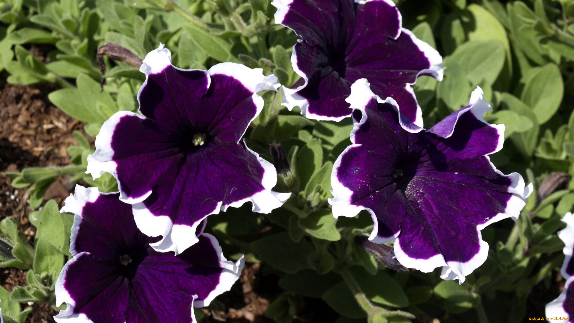 цветы, петунии, калибрахоа, петунья, сиреневые