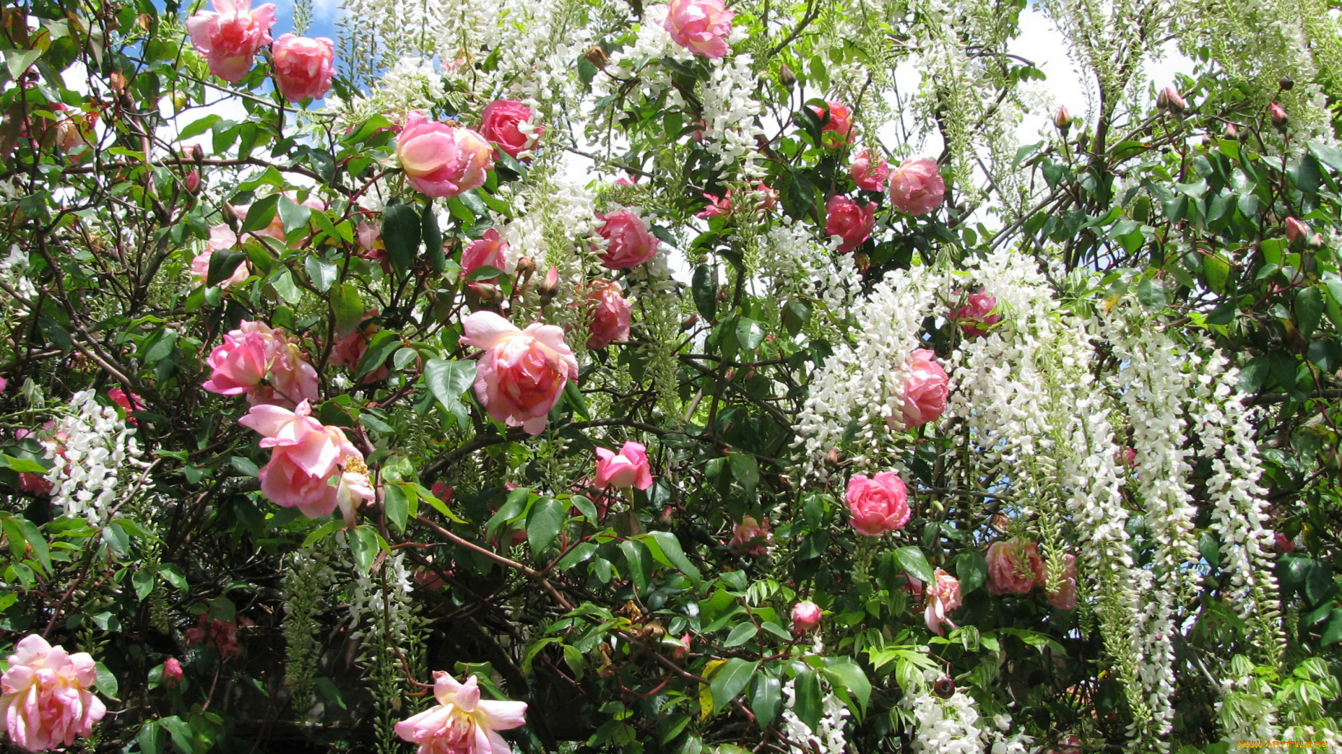 цветы, разные, вместе, глициния, розы, кусты