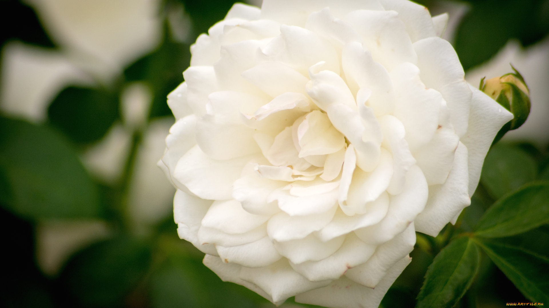 цветы, розы, белый