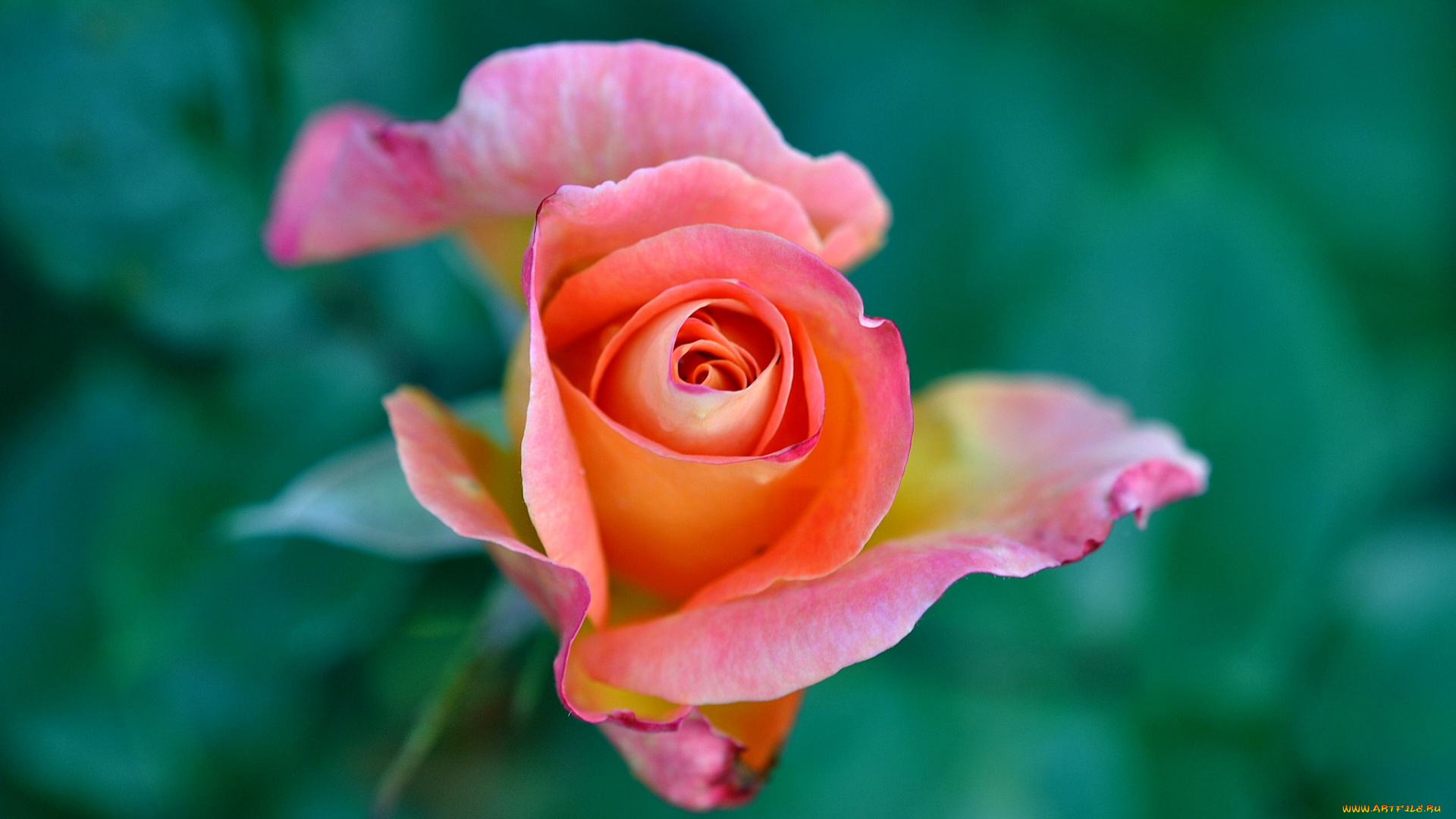 цветы, розы, бутон, макро