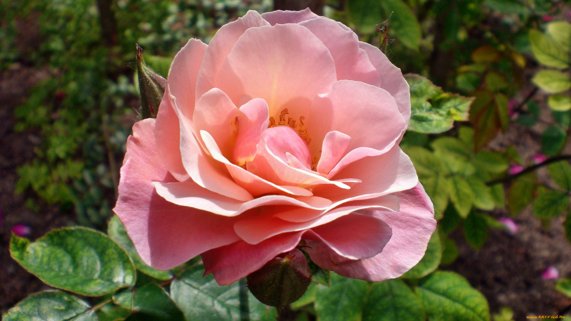 цветы, розы, роза, бутон, лепестки