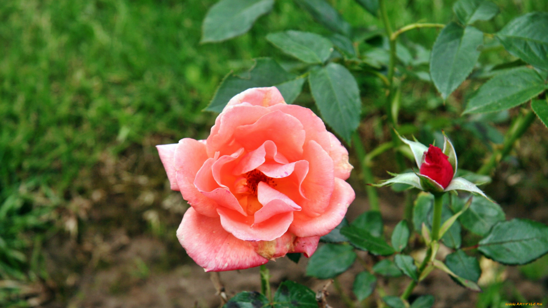 цветы, розы, роза, бутон, лепестки