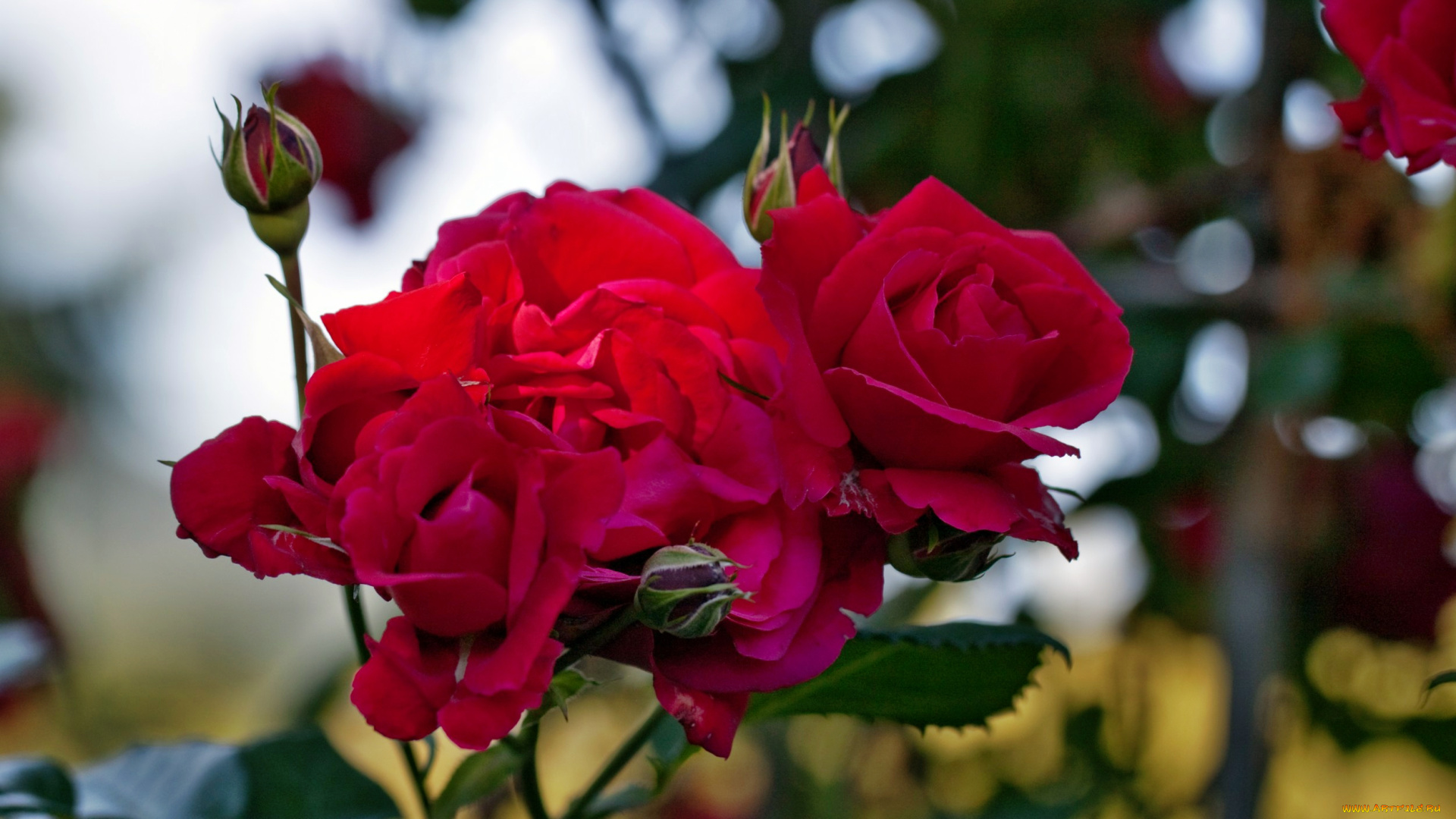 цветы, розы, роза, бутон, лепестки