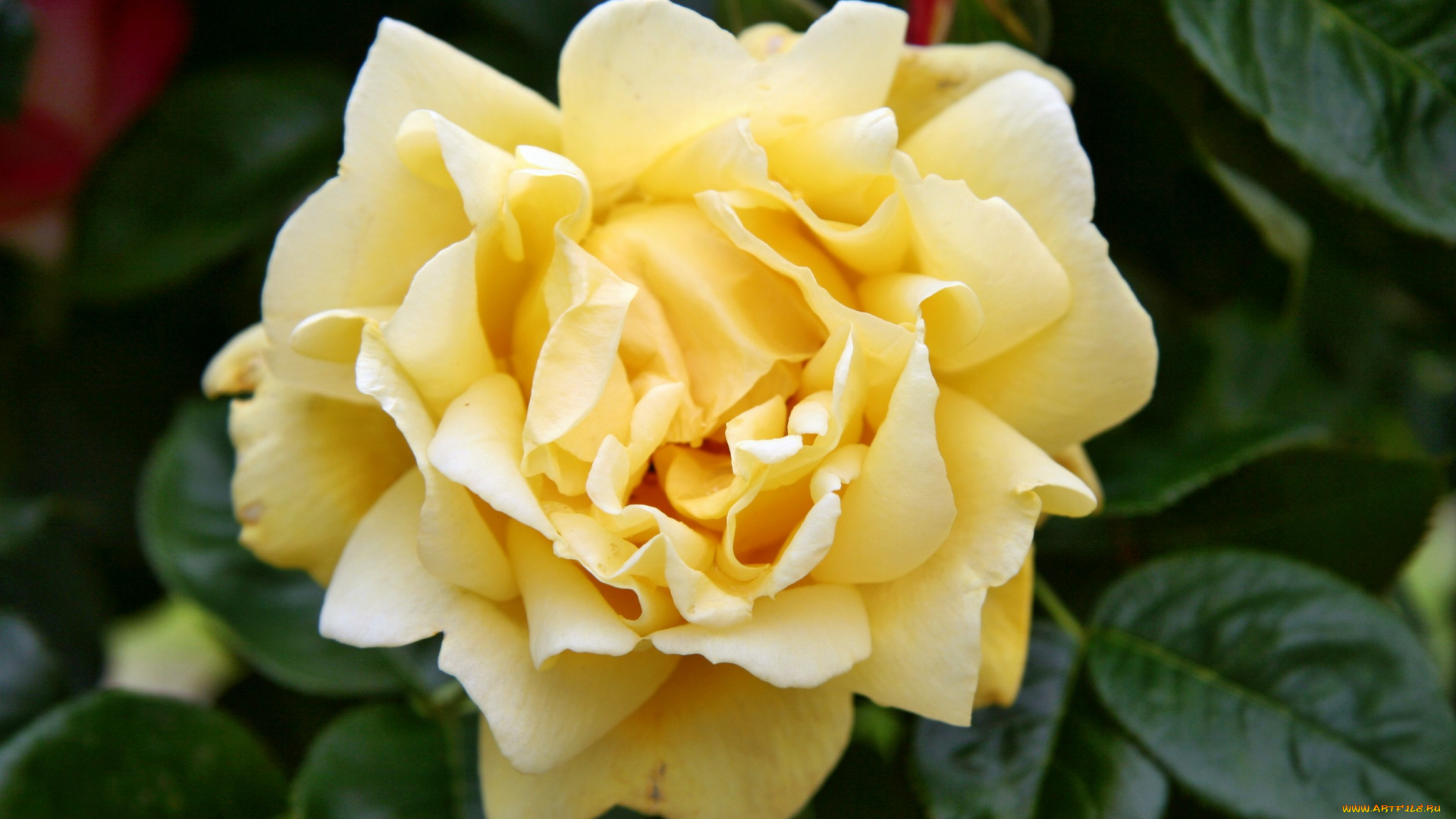 цветы, розы, роза, бутон, лепестки