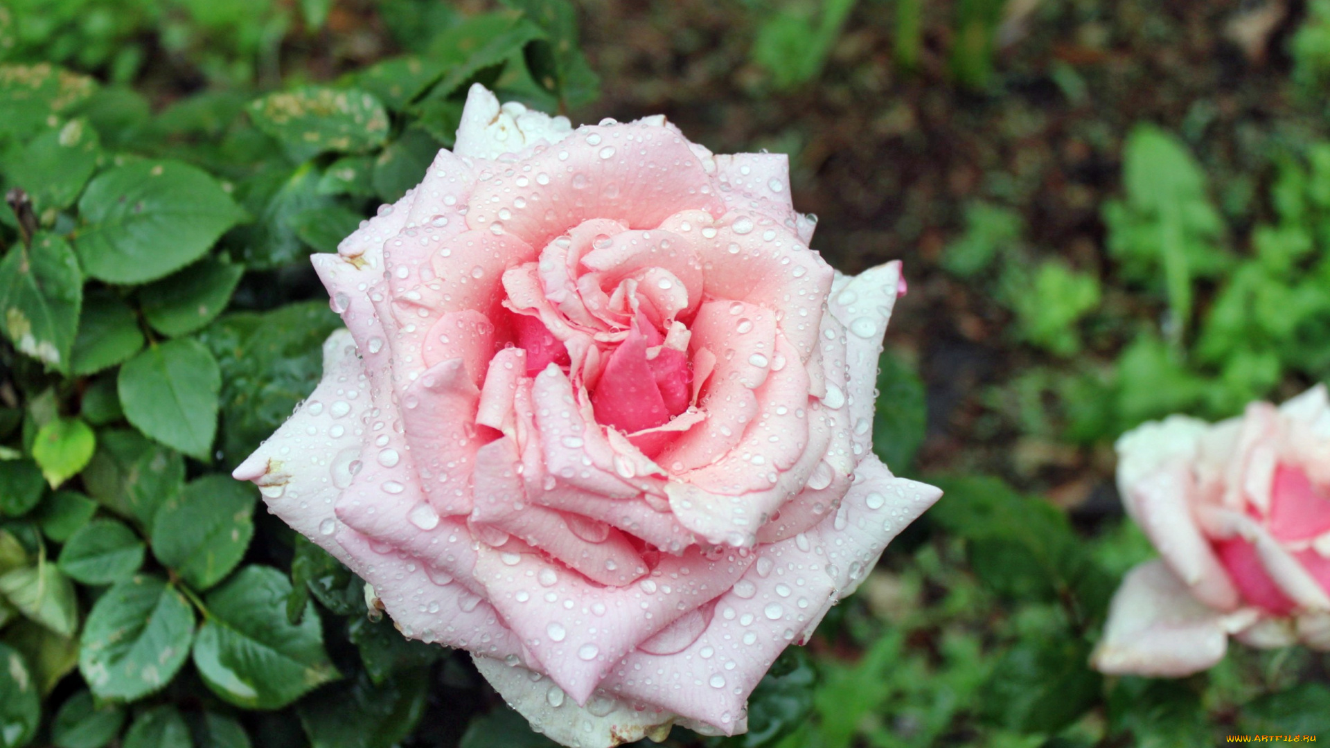 цветы, розы, роза, бутон, лепестки