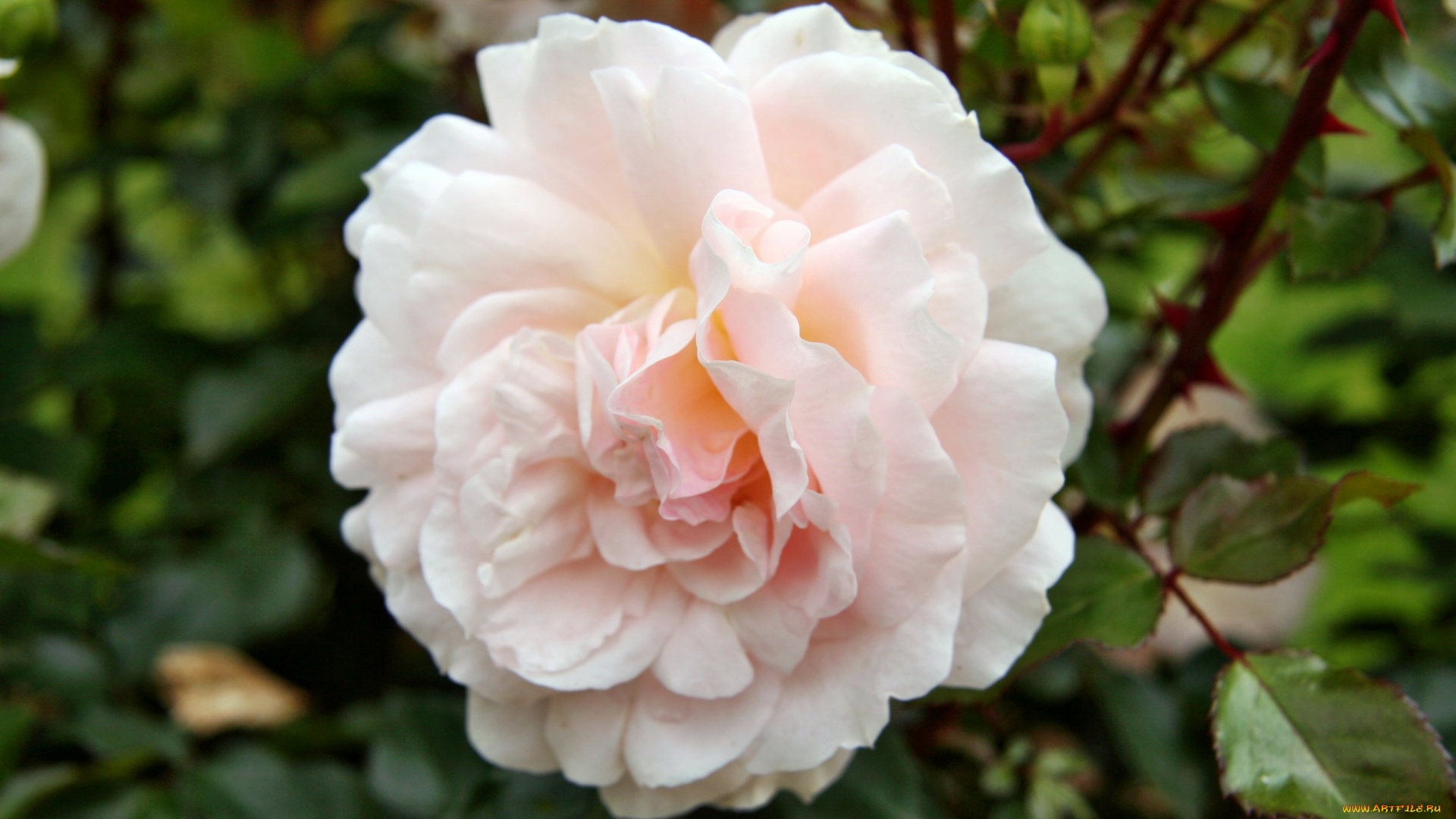 цветы, розы, роза, бутон, лепестки