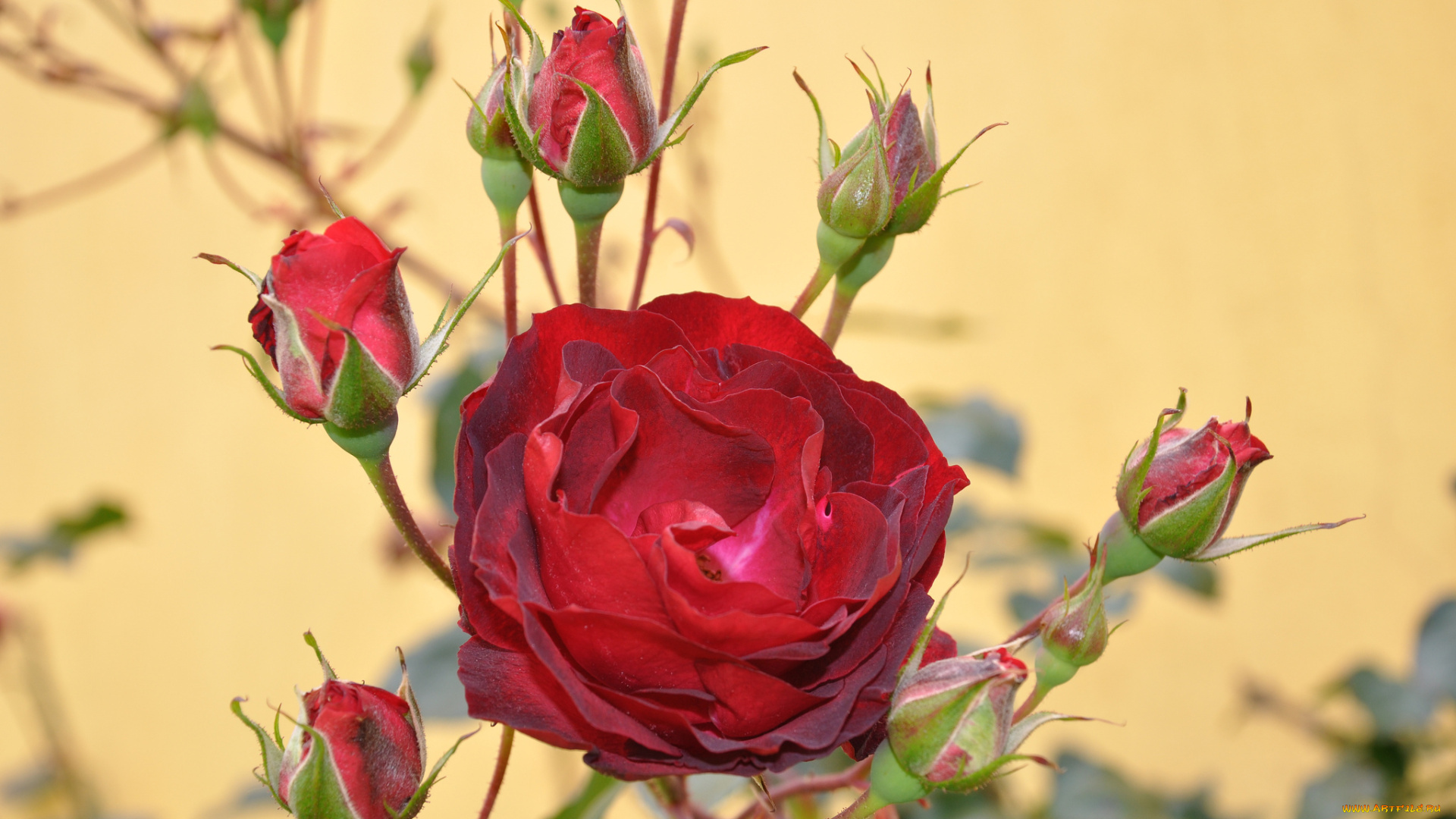 цветы, розы, роза, бутон, лепестки