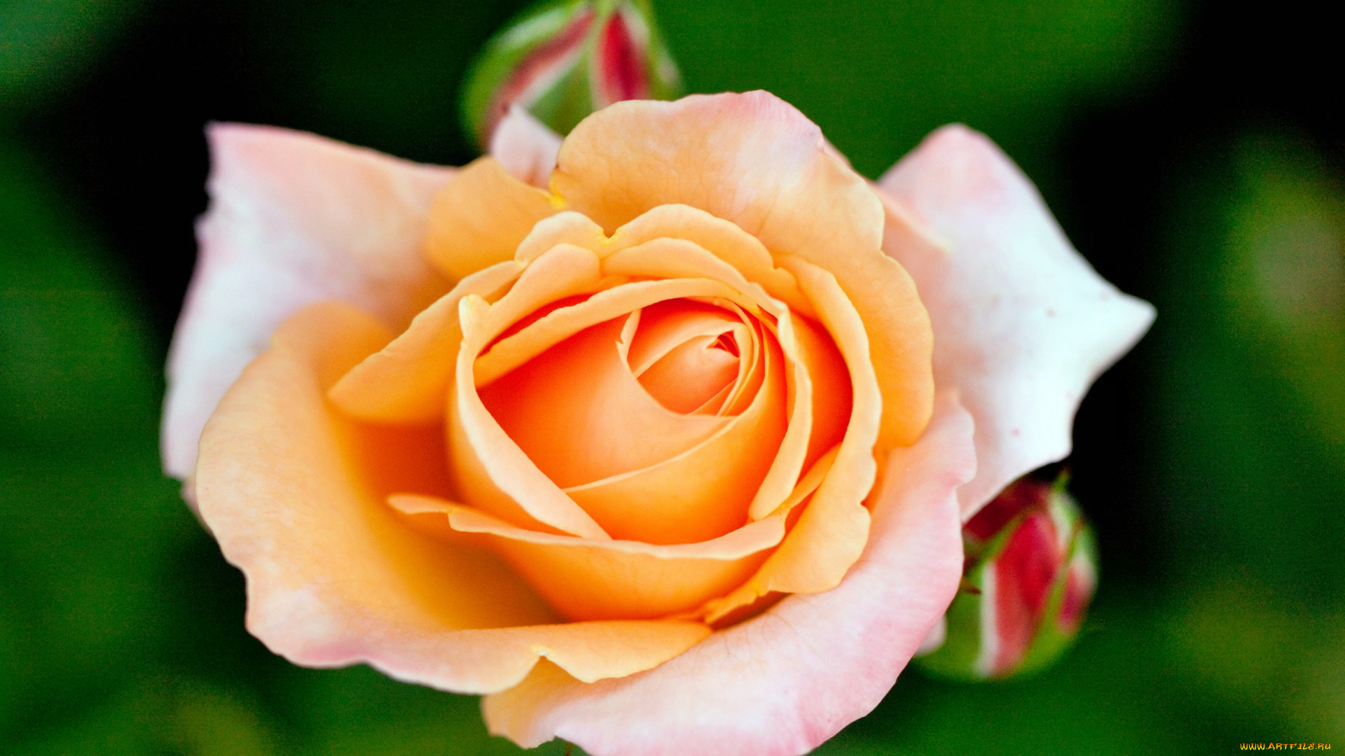 цветы, розы, роза, бутон, лепестки