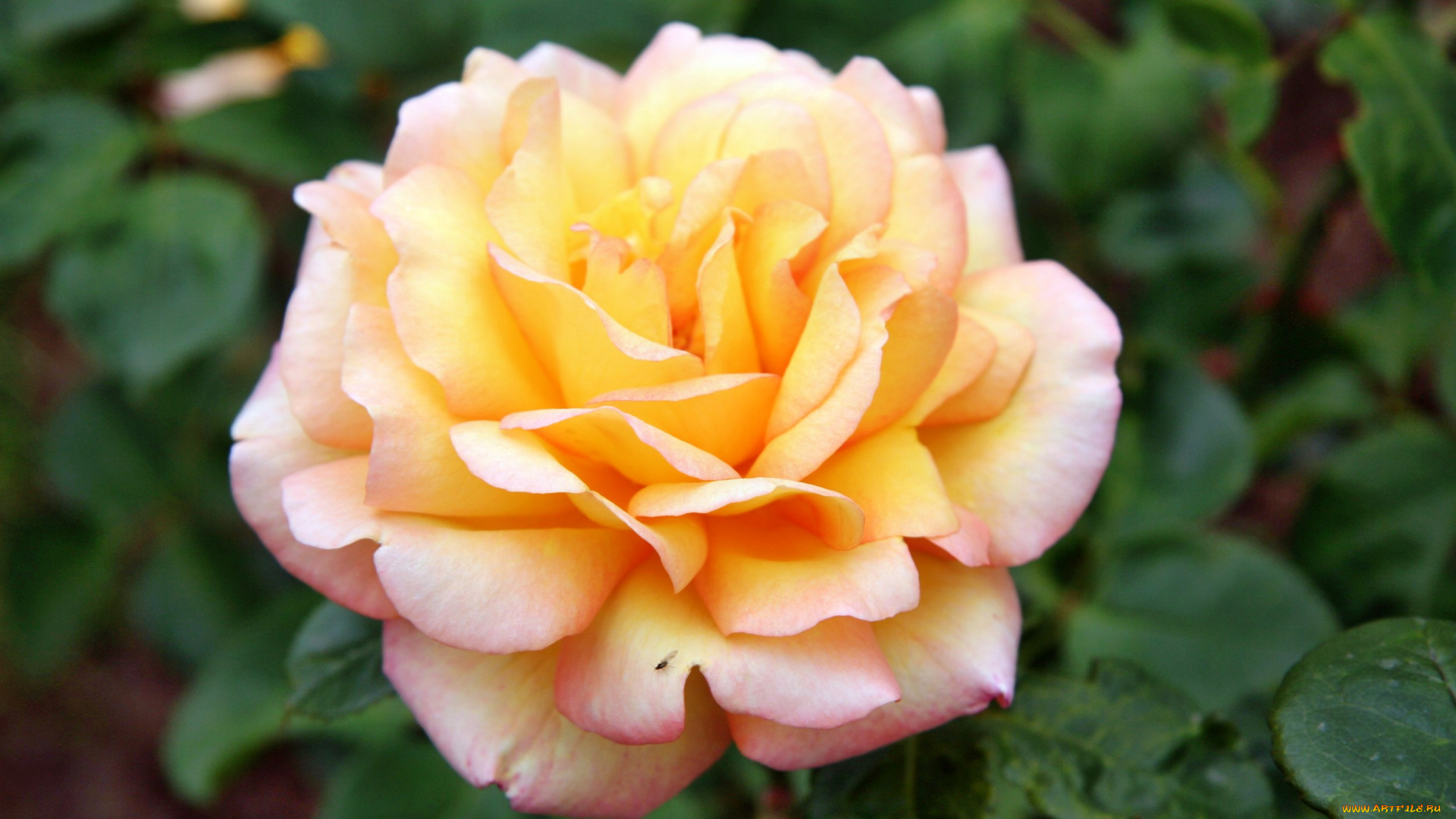 цветы, розы, роза, бутон, лепестки