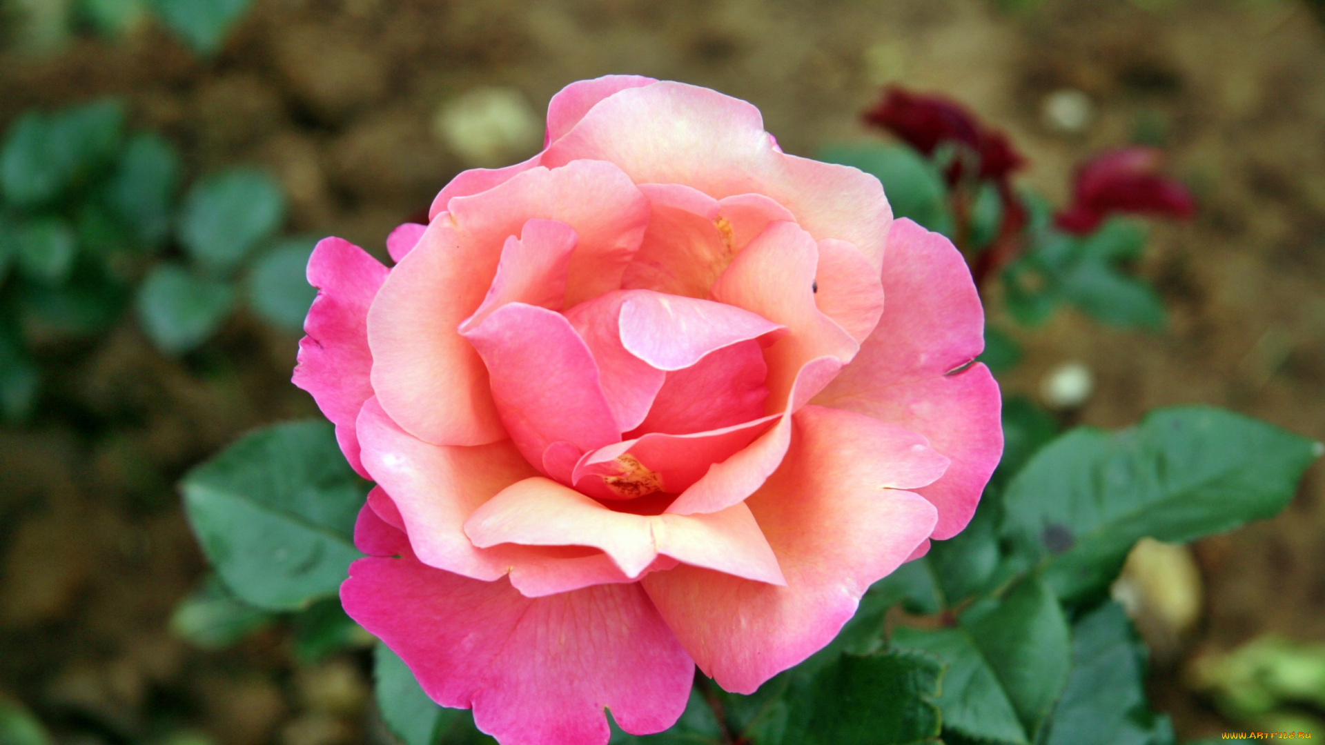 цветы, розы, роза, бутон, лепестки