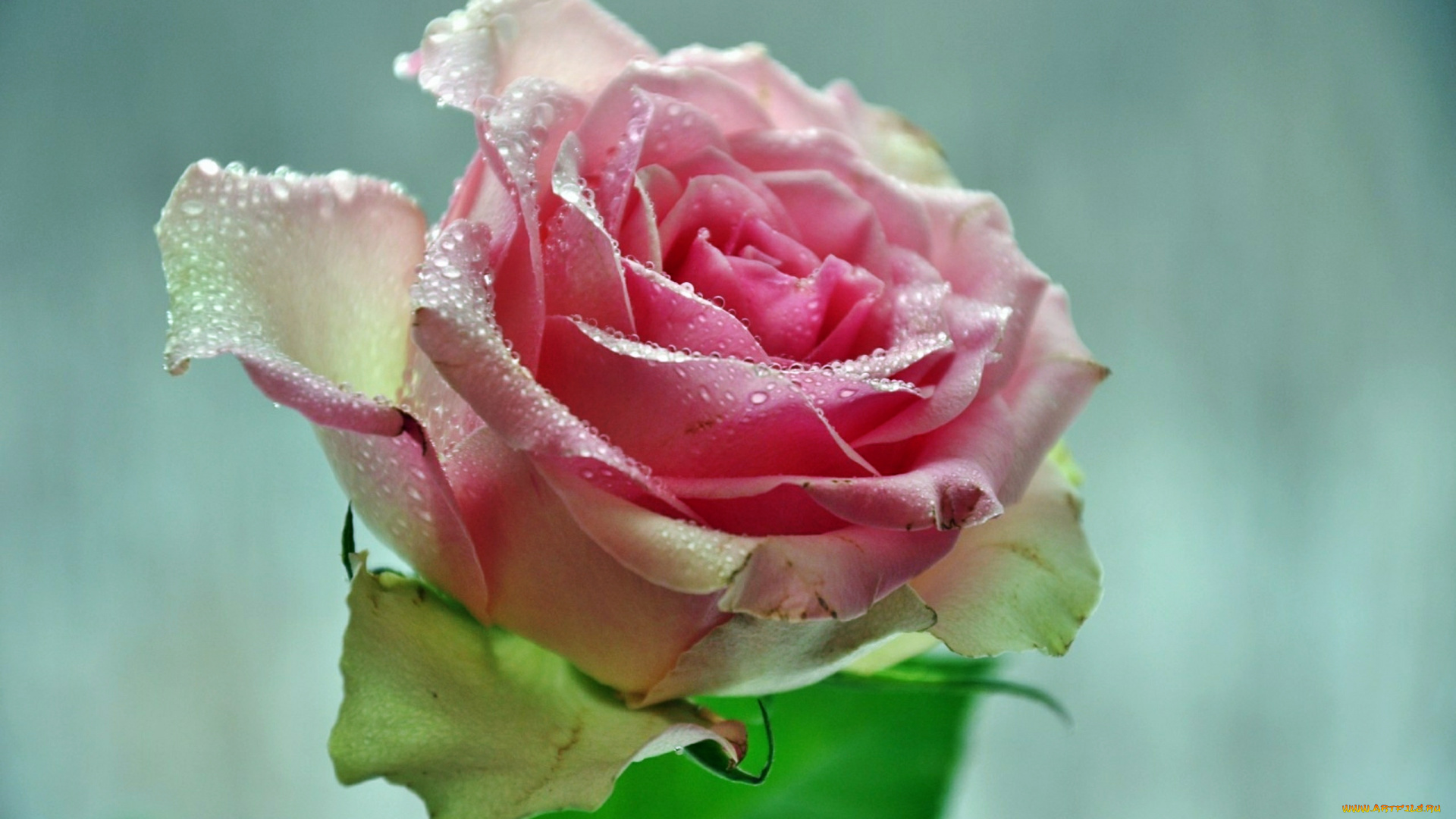 цветы, розы, роза, бутон, лепестки