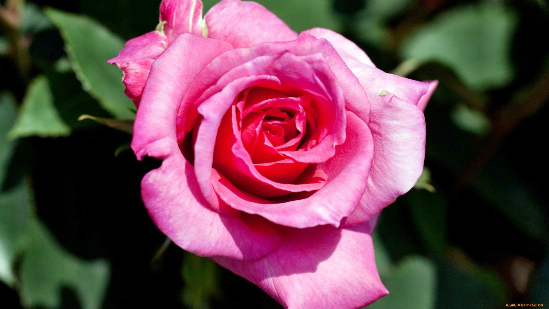 цветы, розы, роза, бутон, лепестки