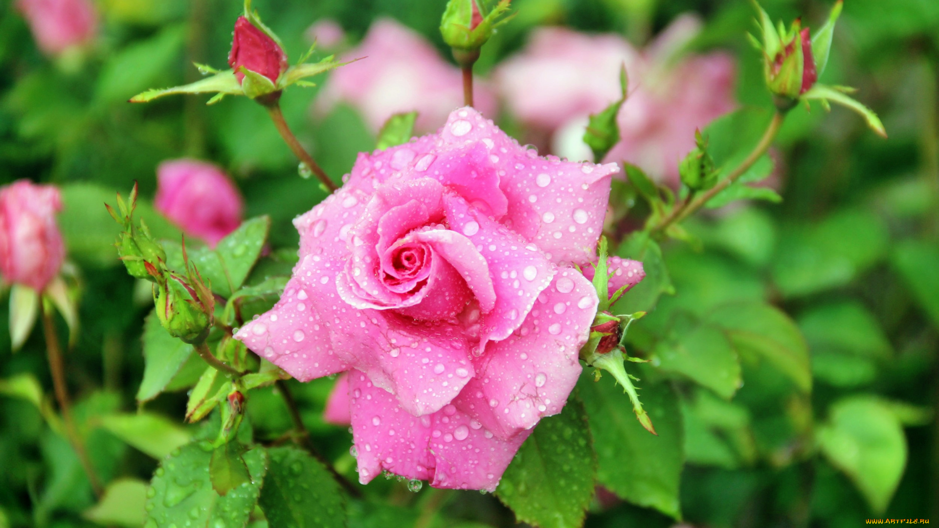 цветы, розы, роза, бутон, лепестки