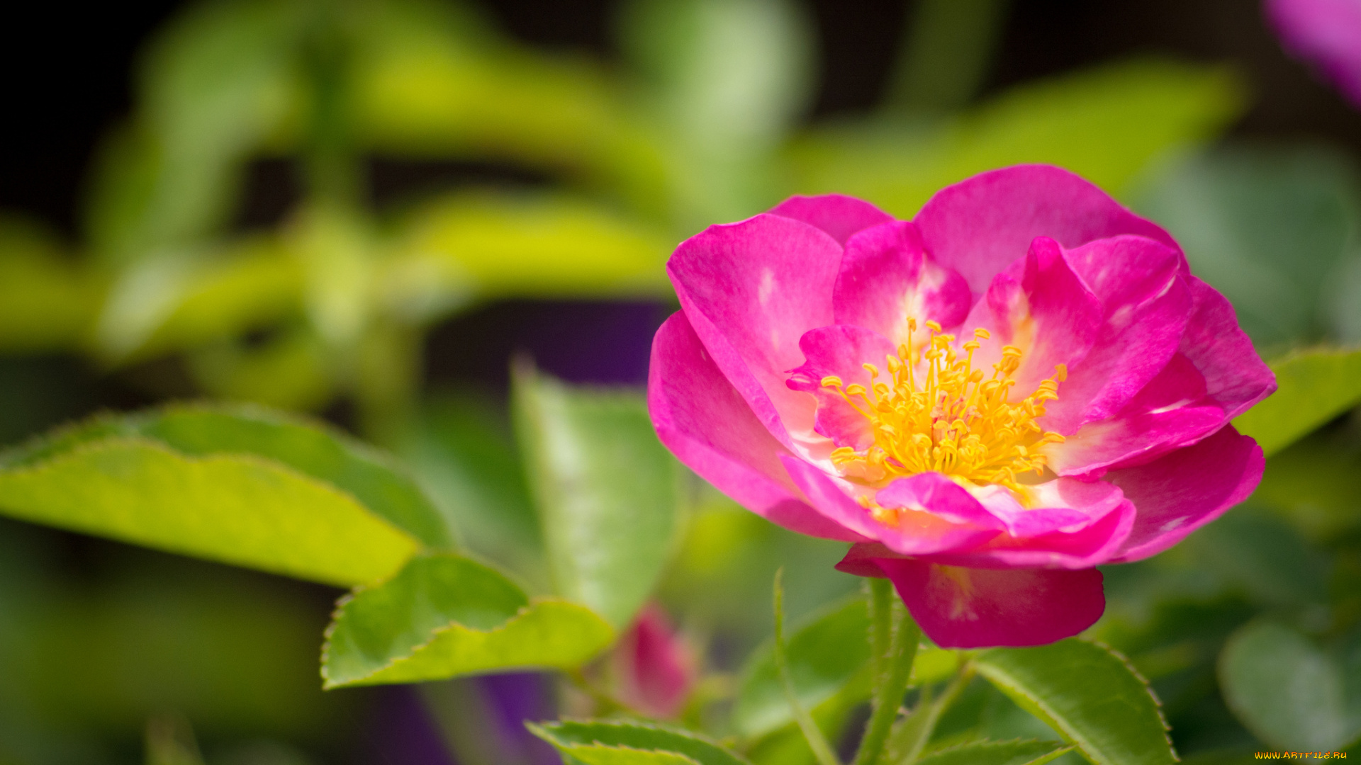 цветы, розы, розовый