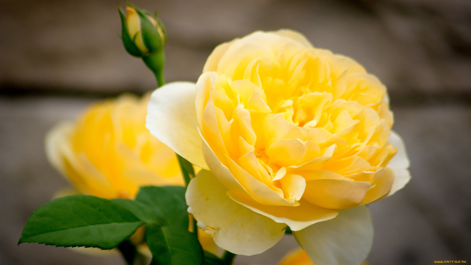 цветы, розы, желтый