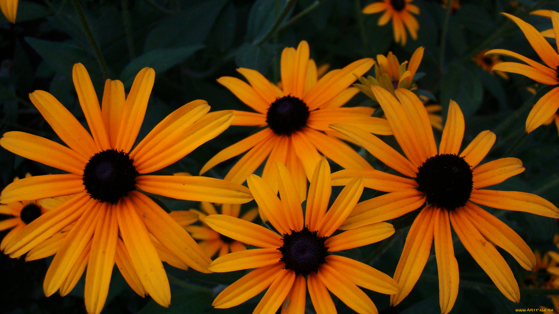 цветы, рудбекия