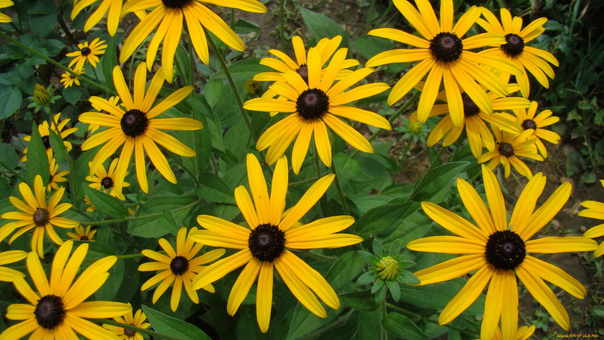 цветы, рудбекия