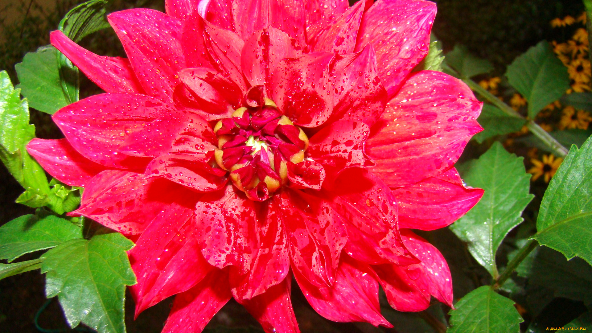 георгин, цветы, георгины