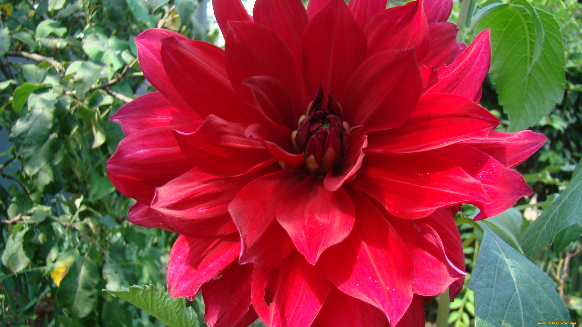 георгин, цветы, георгины