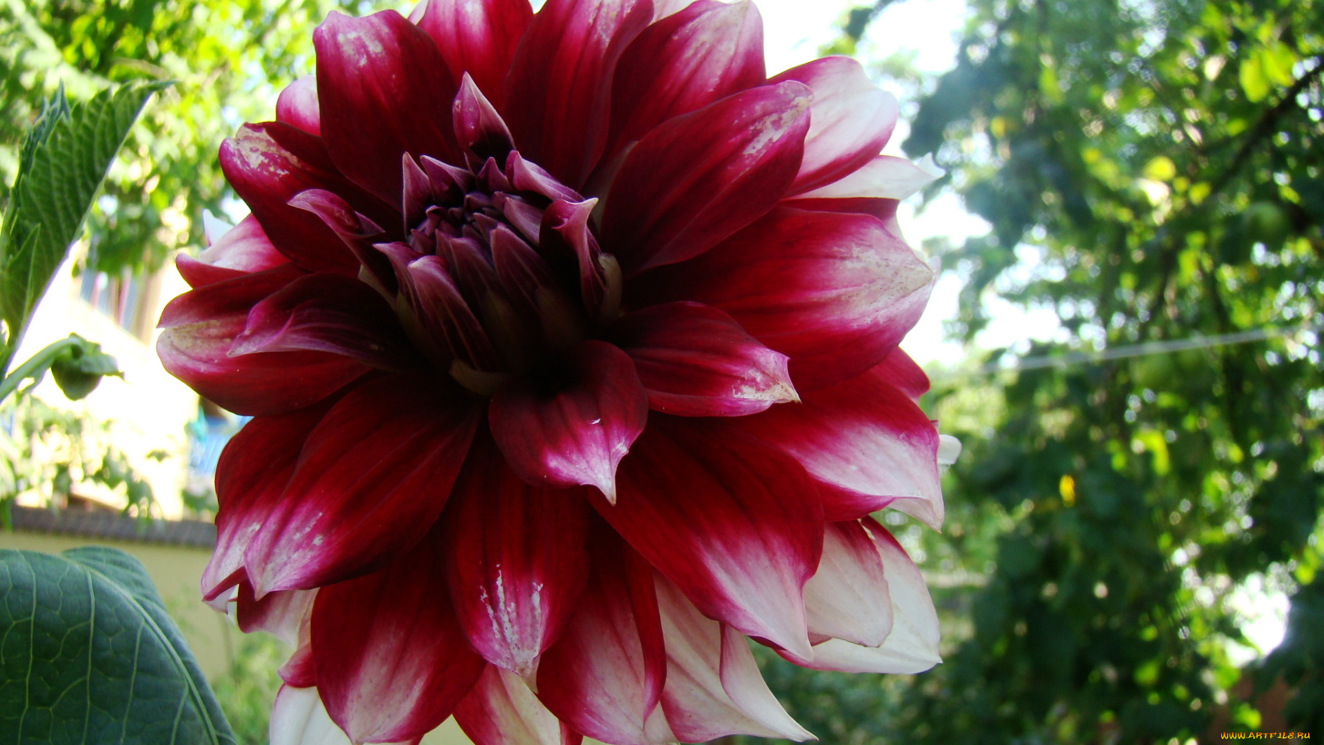 георгин, цветы, георгины