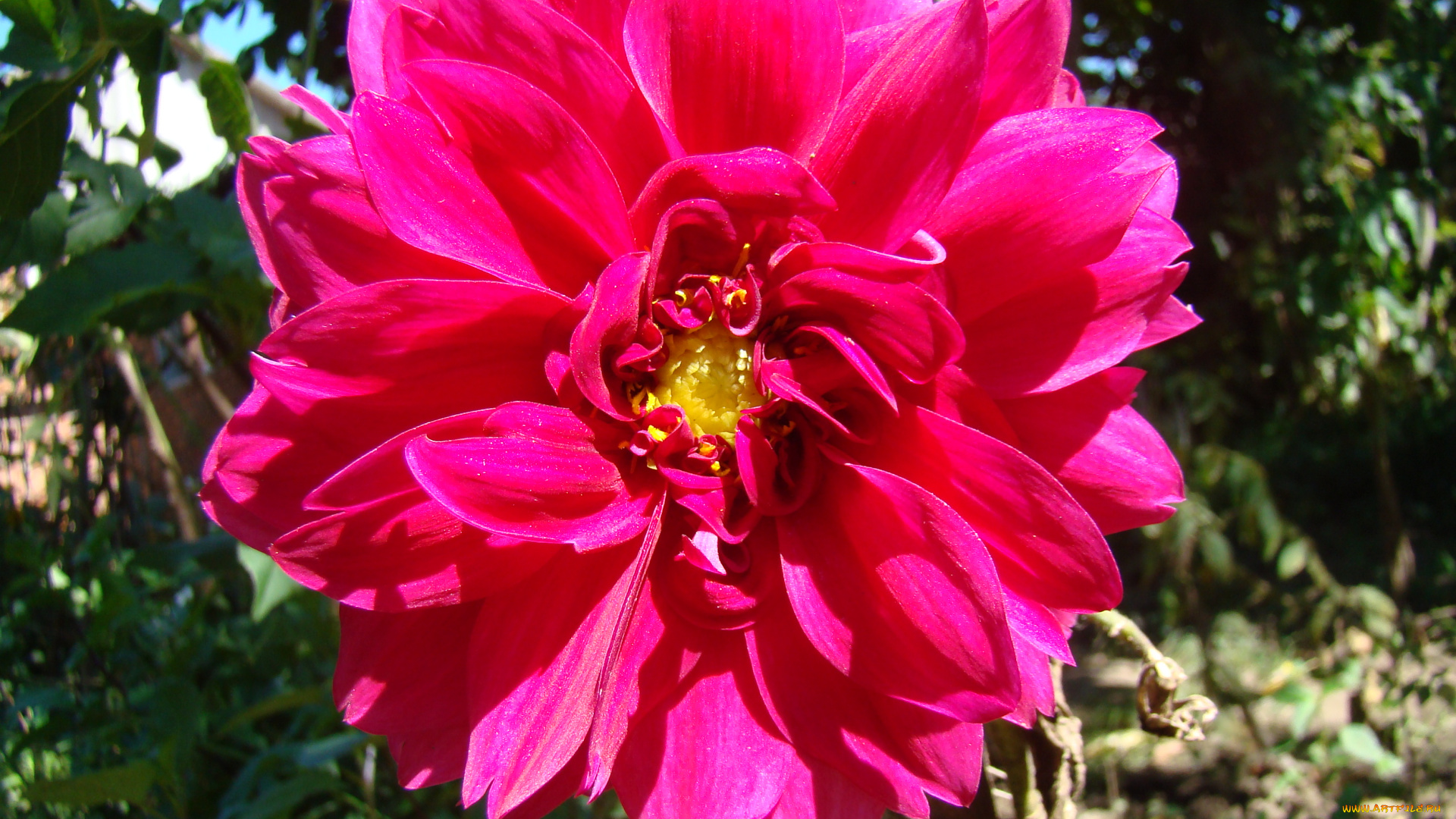 георгин, цветы, георгины