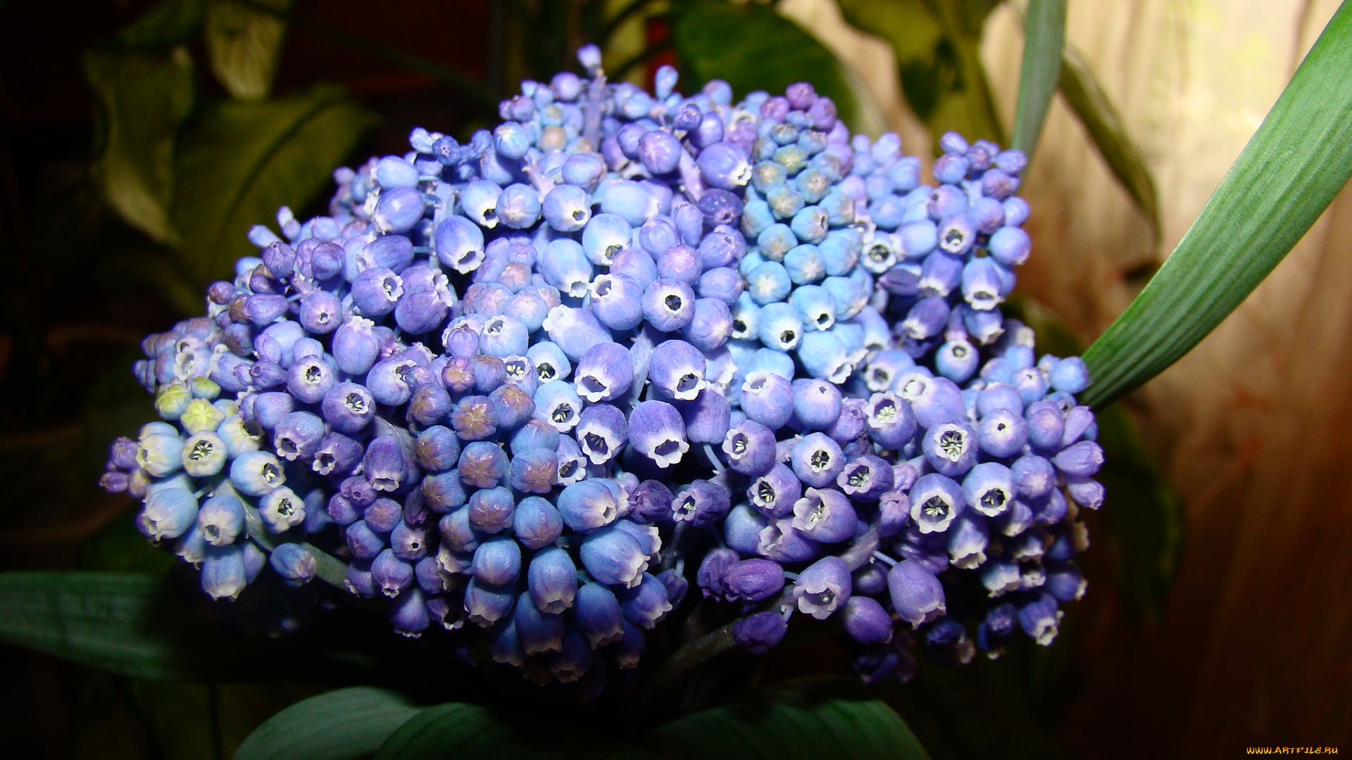 мускари, цветы, гиацинты