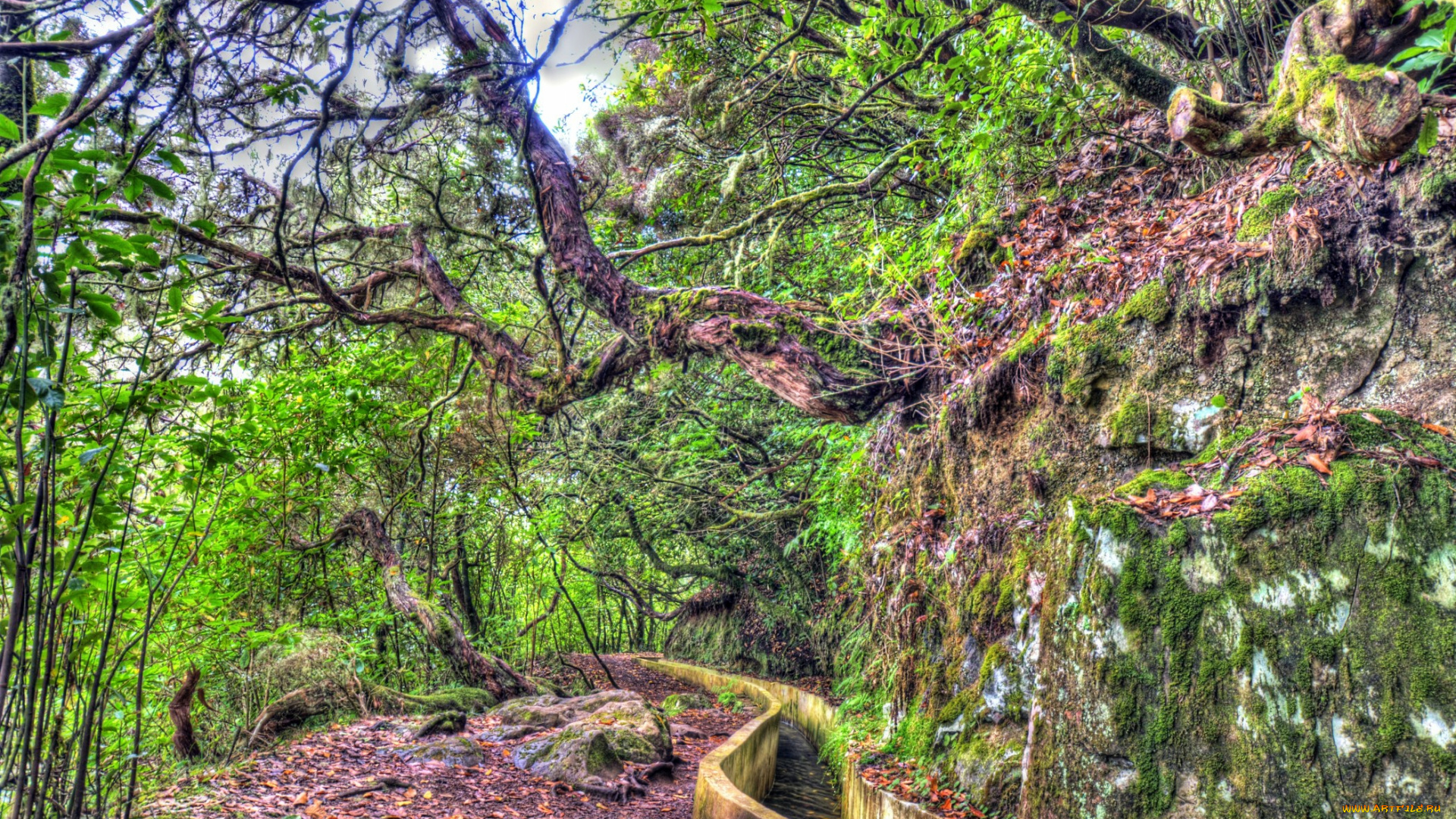 португалия, madeira, природа, лес, тропа, заросли