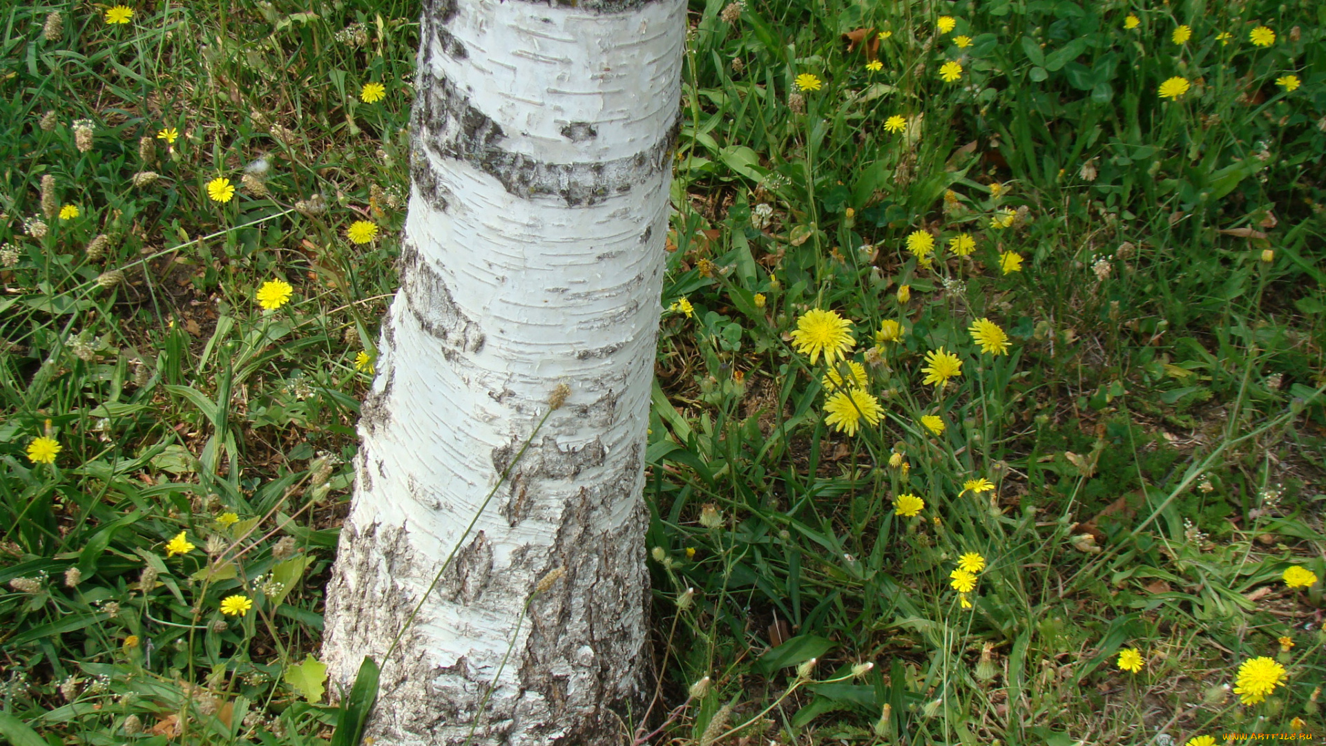 природа, деревья