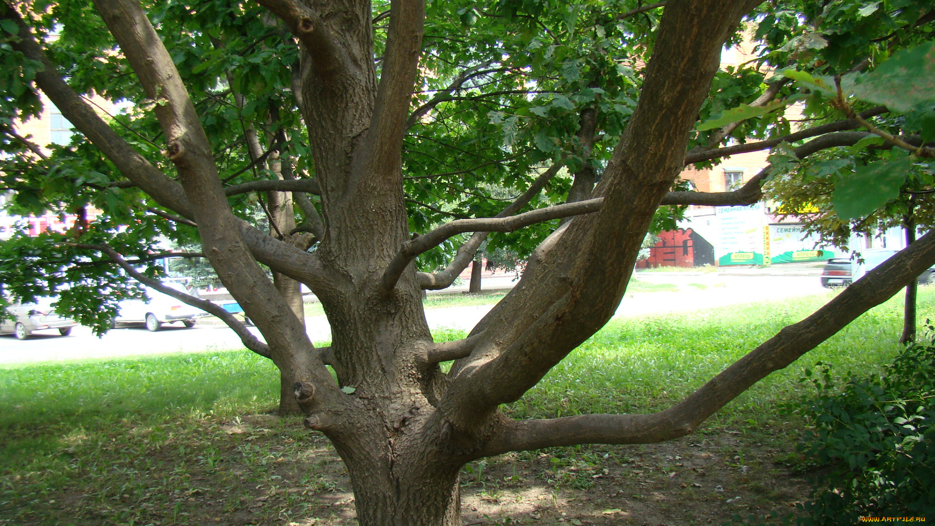 природа, деревья, лес