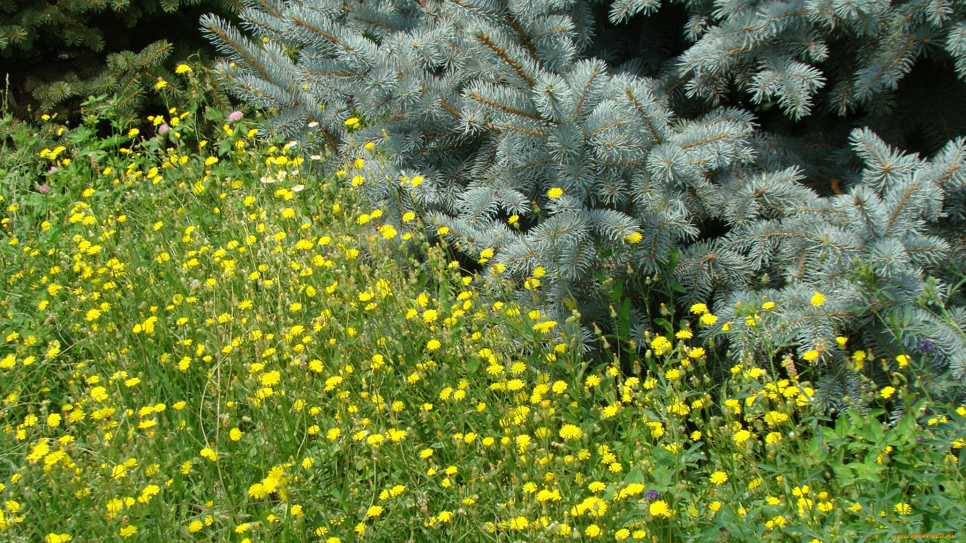 природа, луга