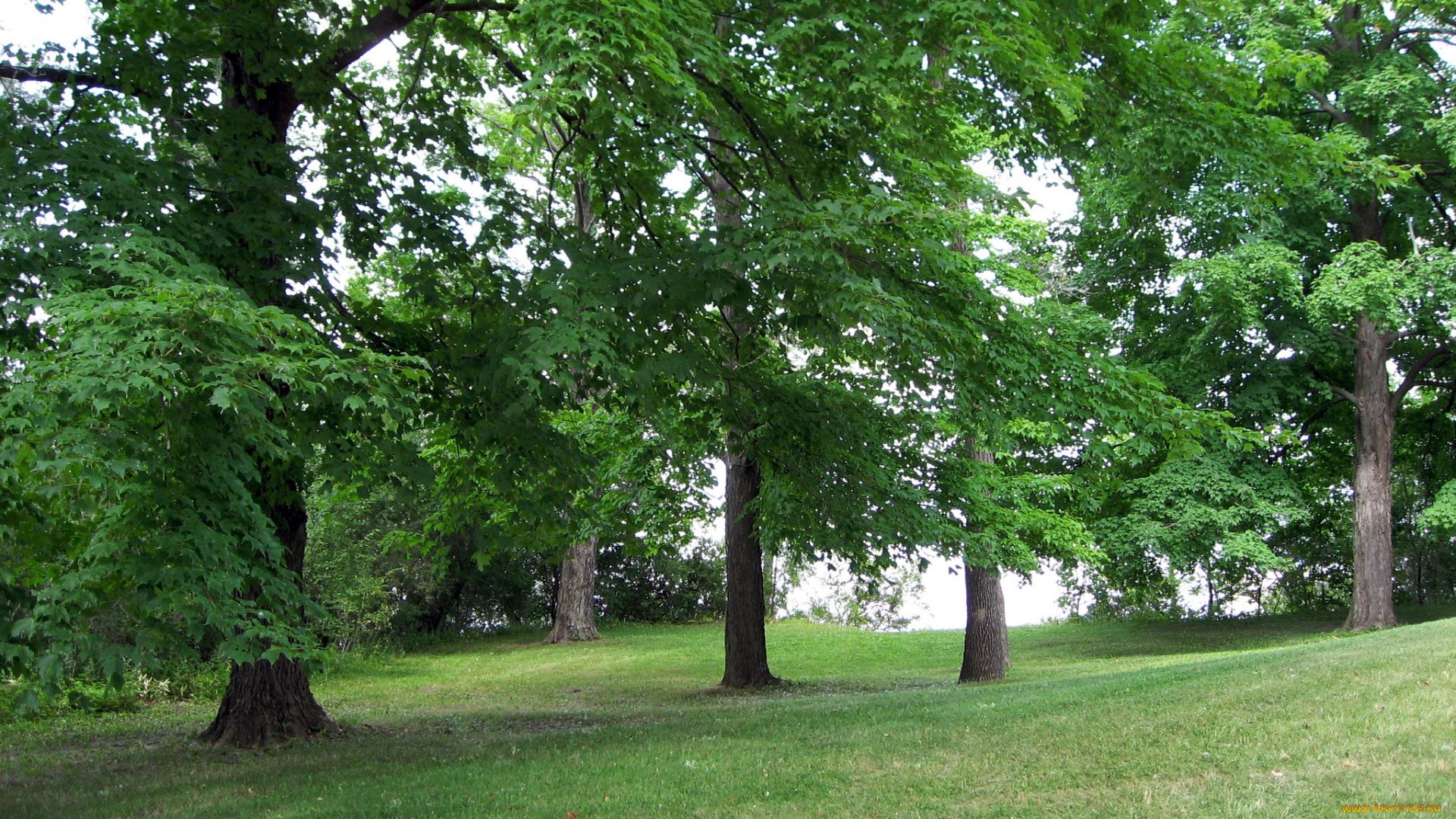 южный, уэльс, природа, деревья, лужайка, лес