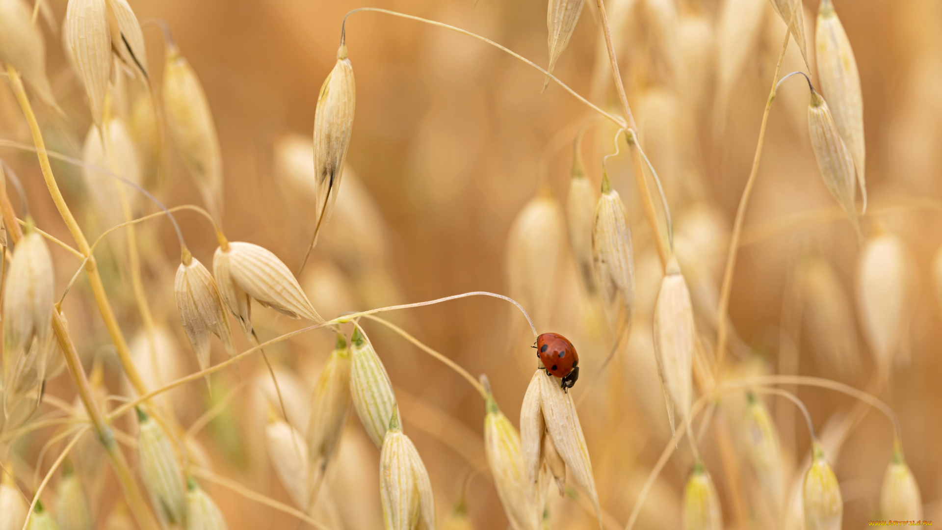 животные, божьи, коровки, насекомое, жук, макро, колосья