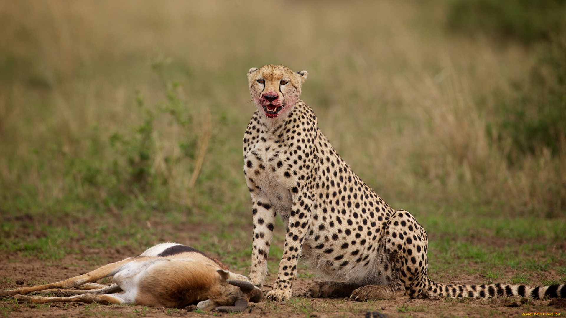 животные, гепарды, антилопа, добыча
