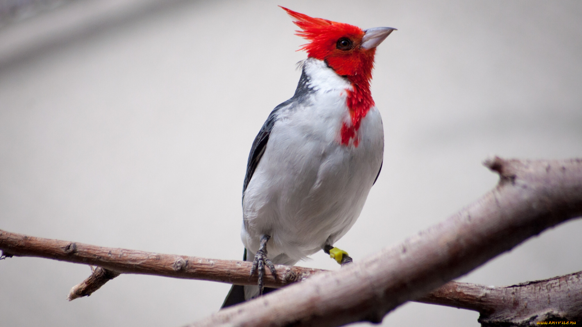 животные, кардиналы, птица, ветки