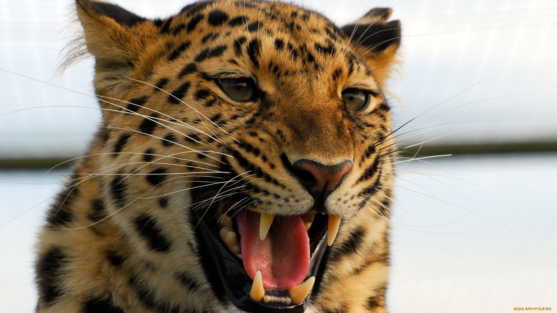 животные, леопарды, оскал, сердитый, леопард, клыки, пасть