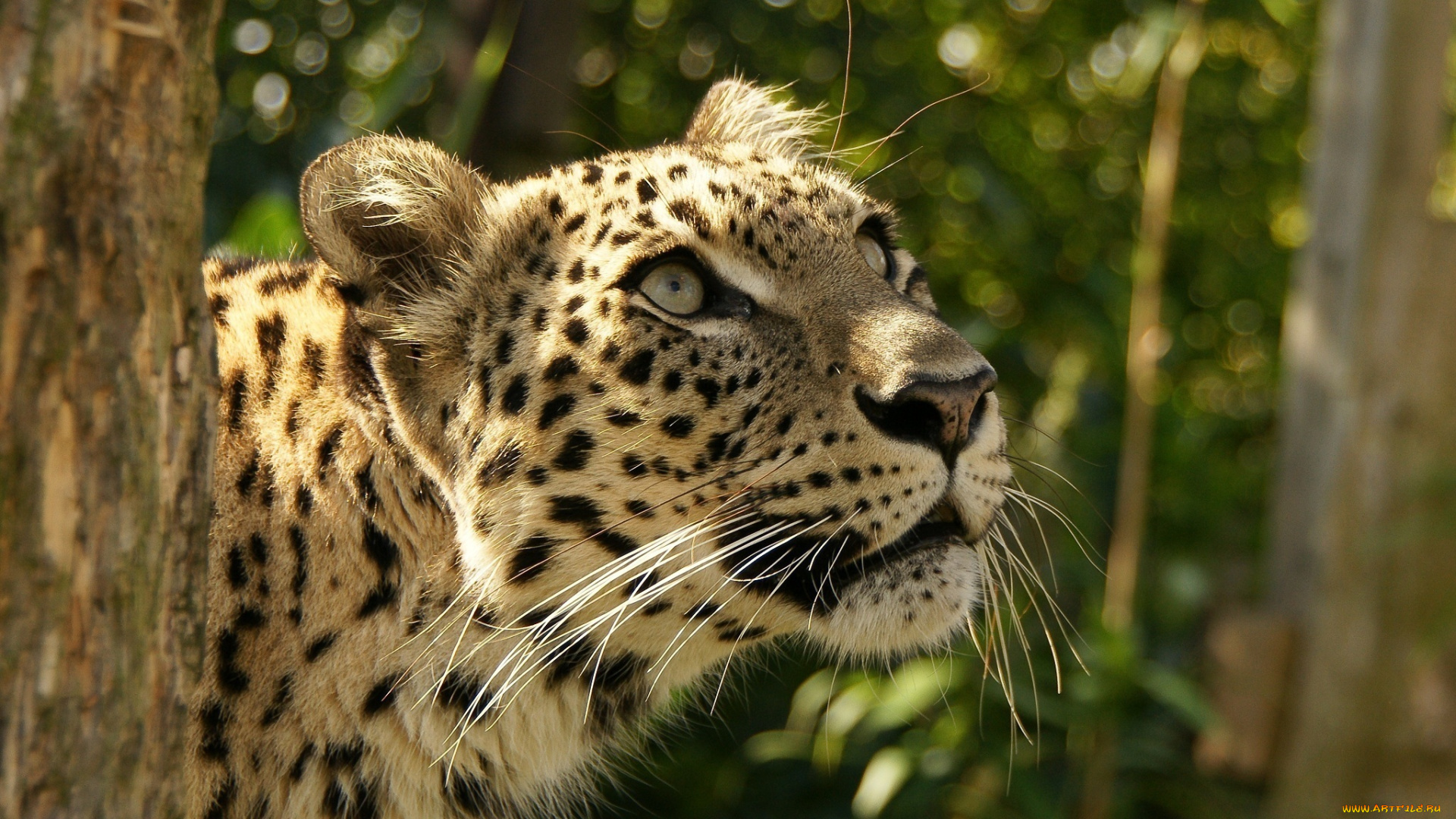 животные, леопарды, взгляд, вверх, интерес, внимание, морда, леопард