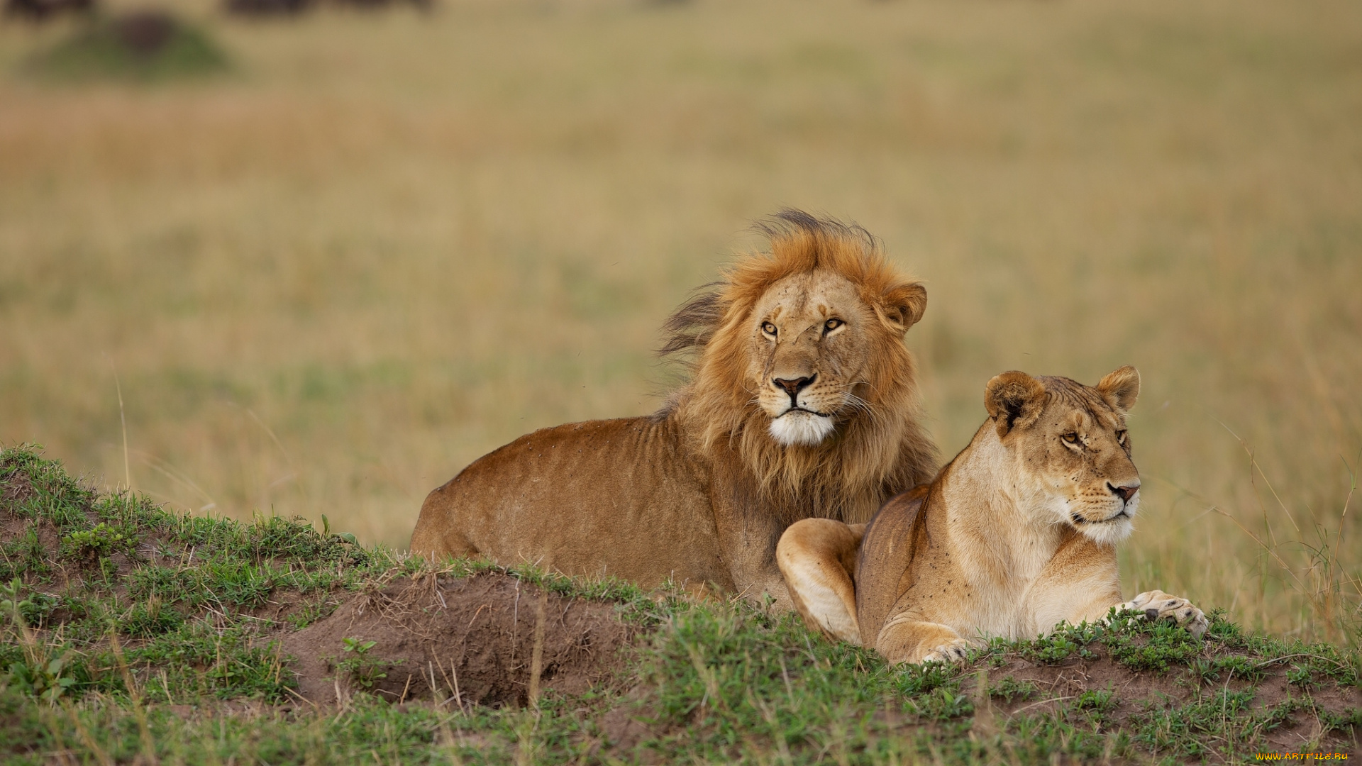 животные, львы, львица, парочка