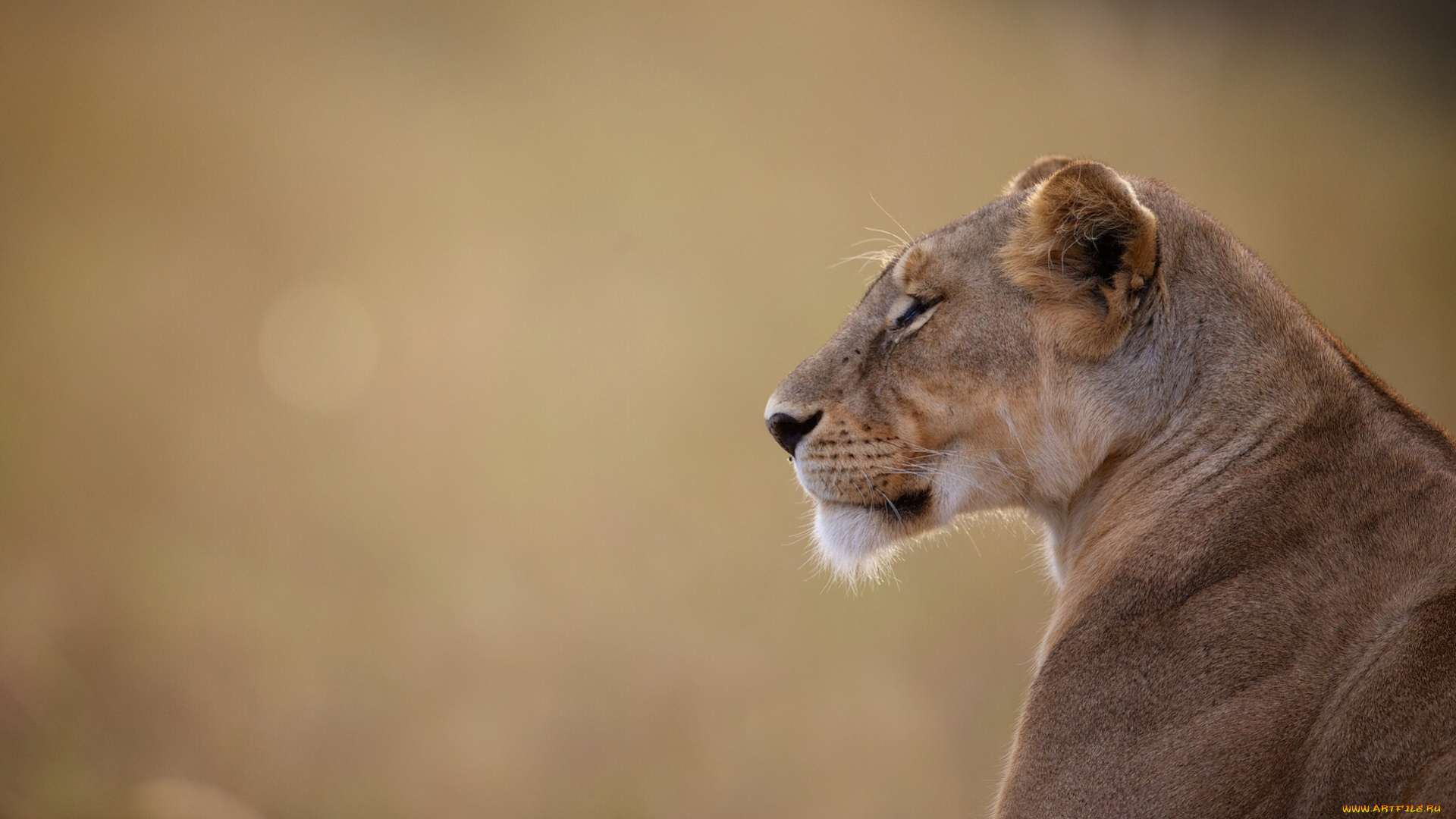 животные, львы, львица, портрет