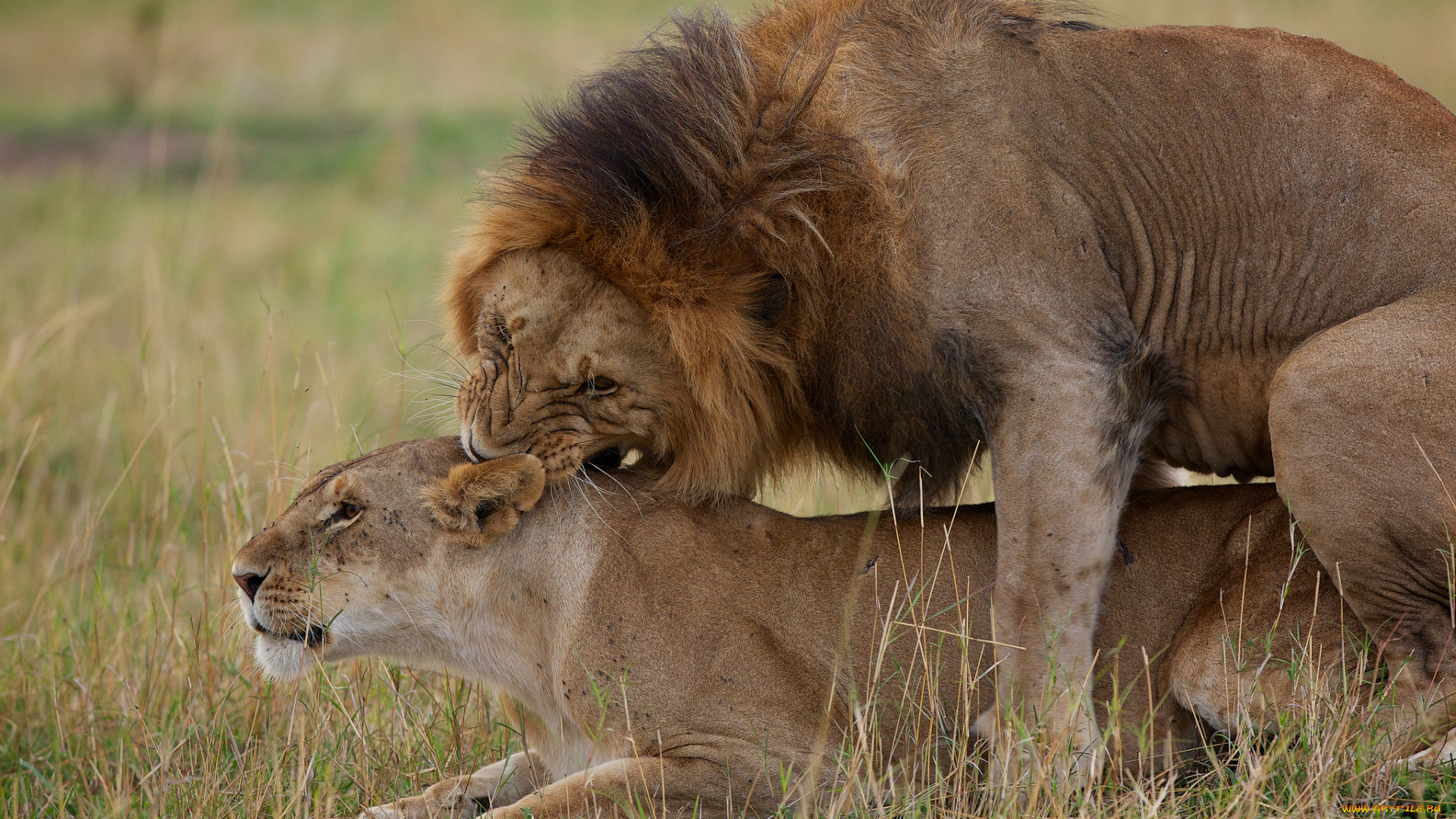 животные, львы, любовь